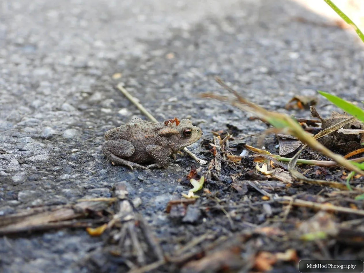 Common toad