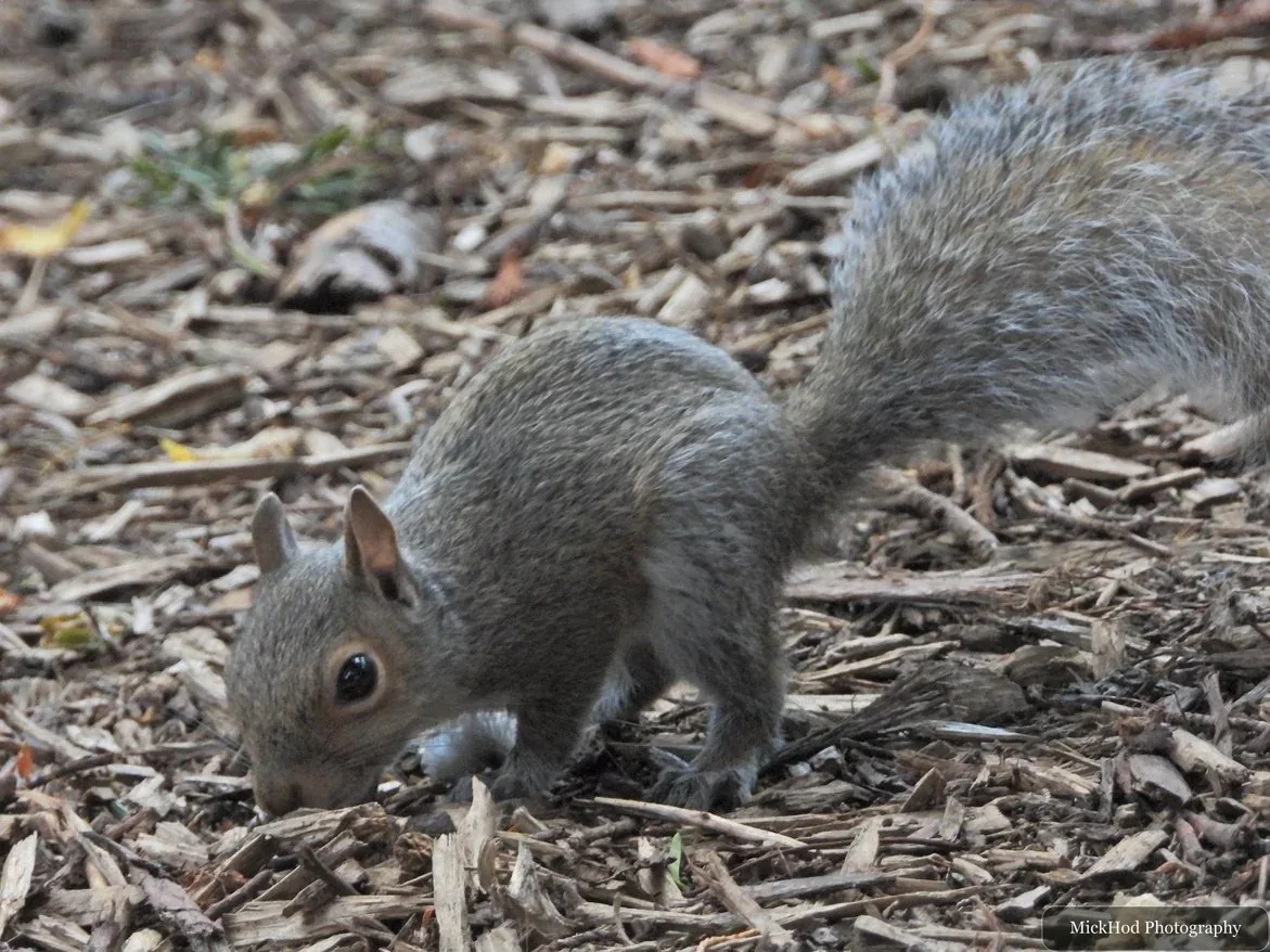 Eastern grey squirrel