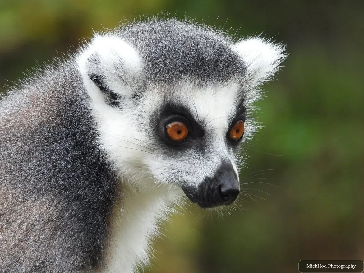 Ring-tailed lemur