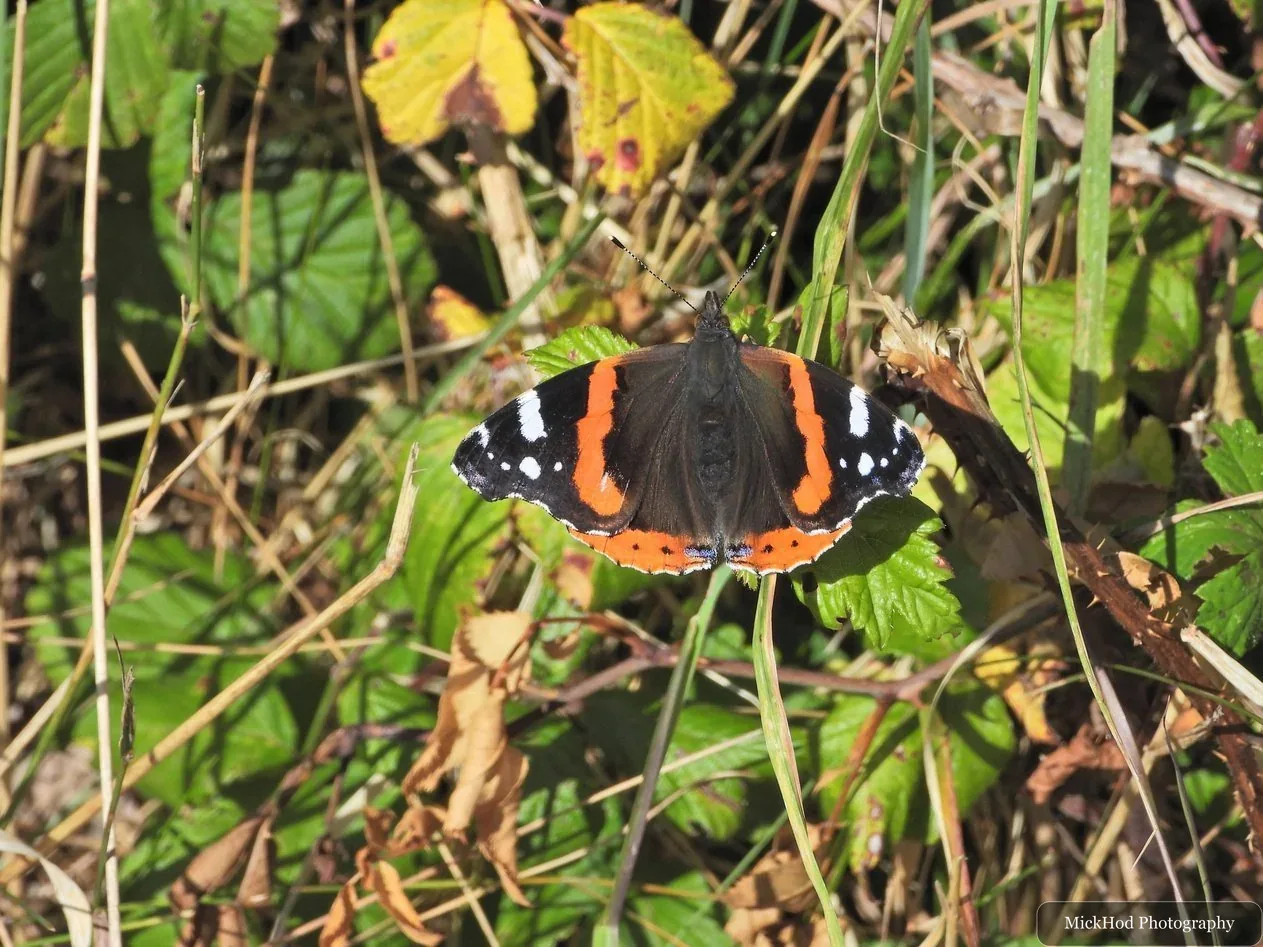 Red admiral