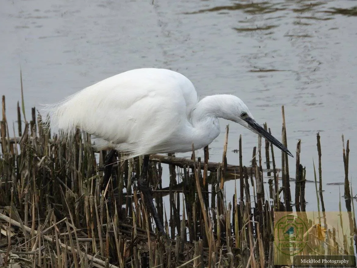 Little Egret