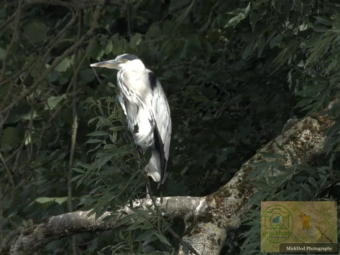 Grey Heron