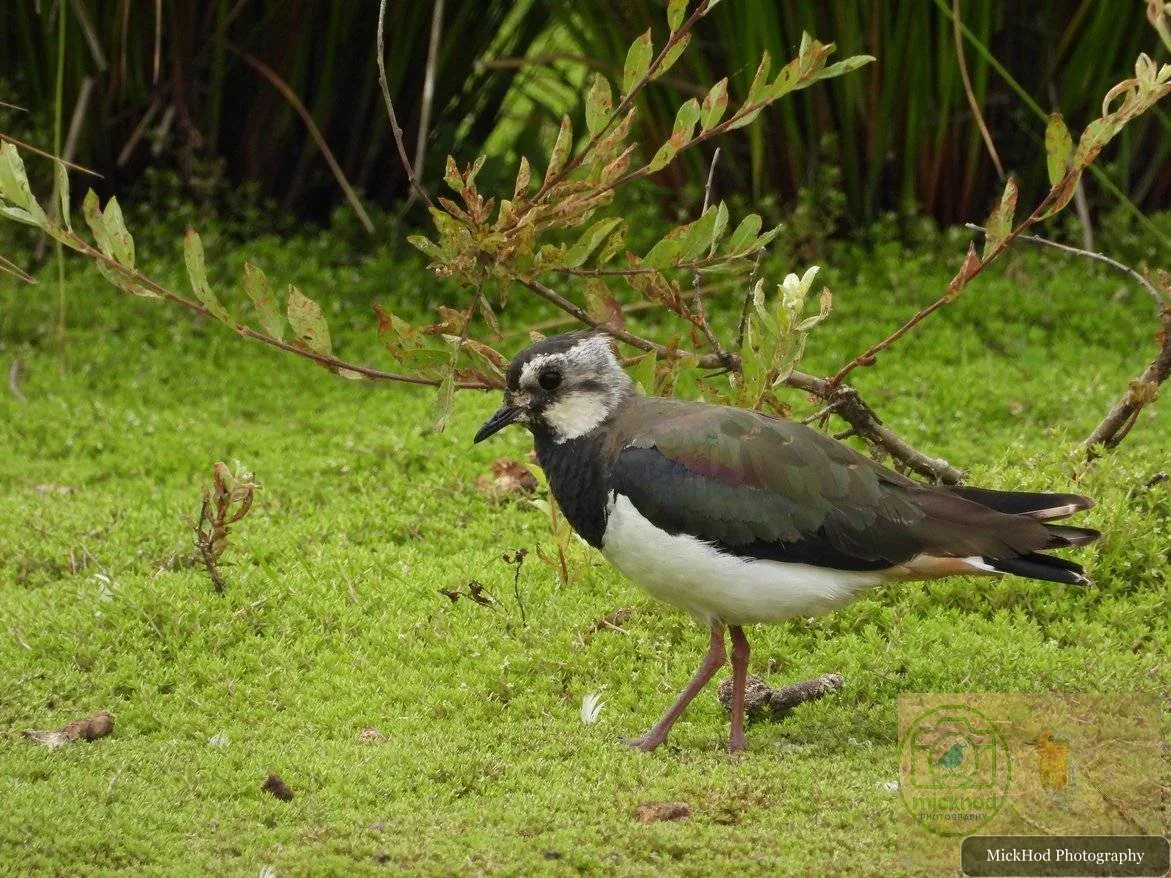 Northern Lapwing