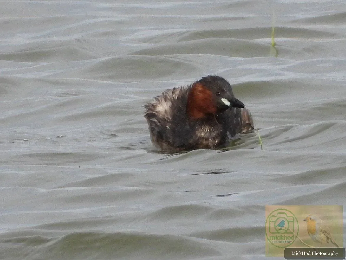Little Grebe