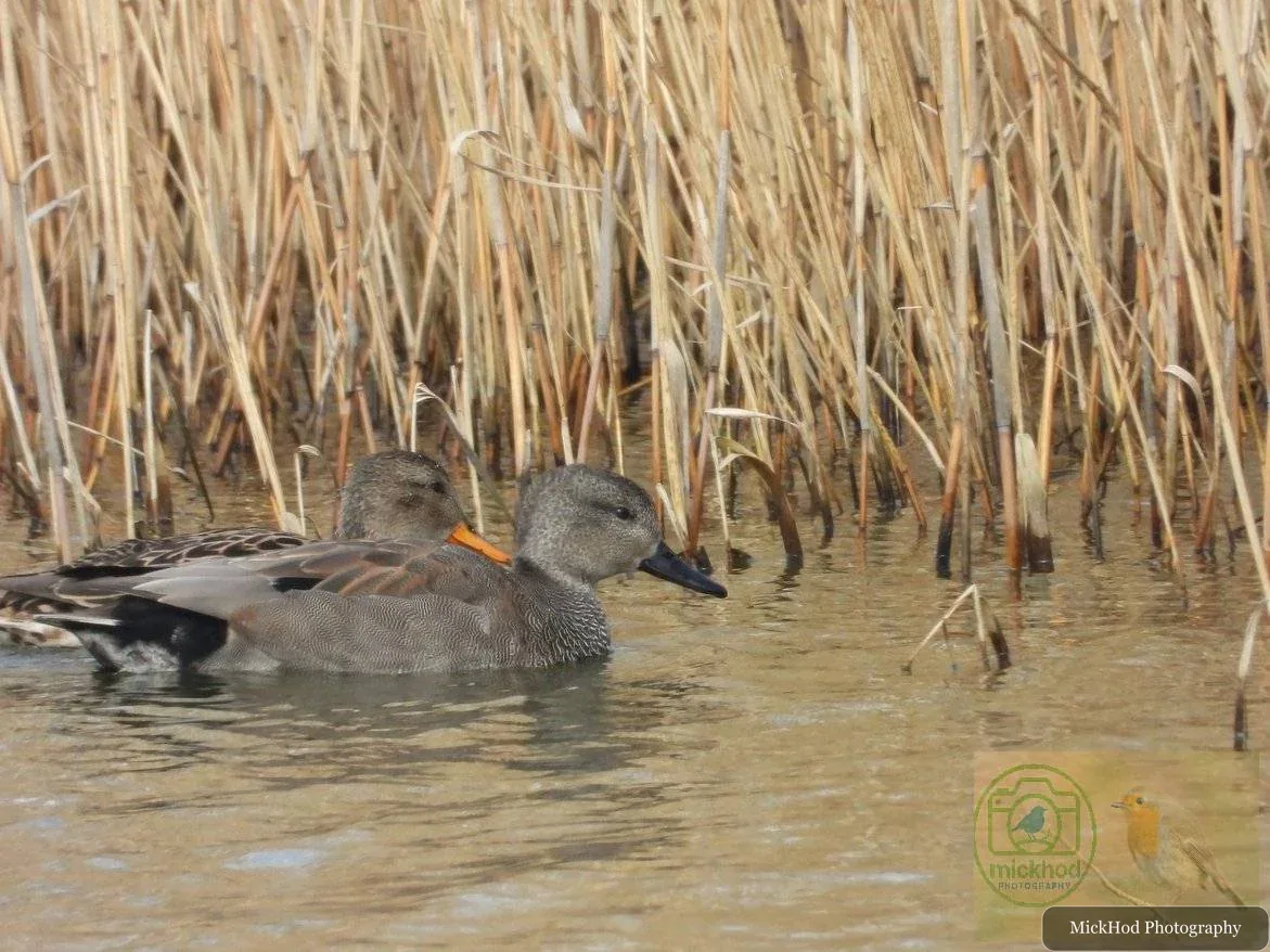 Gadwall