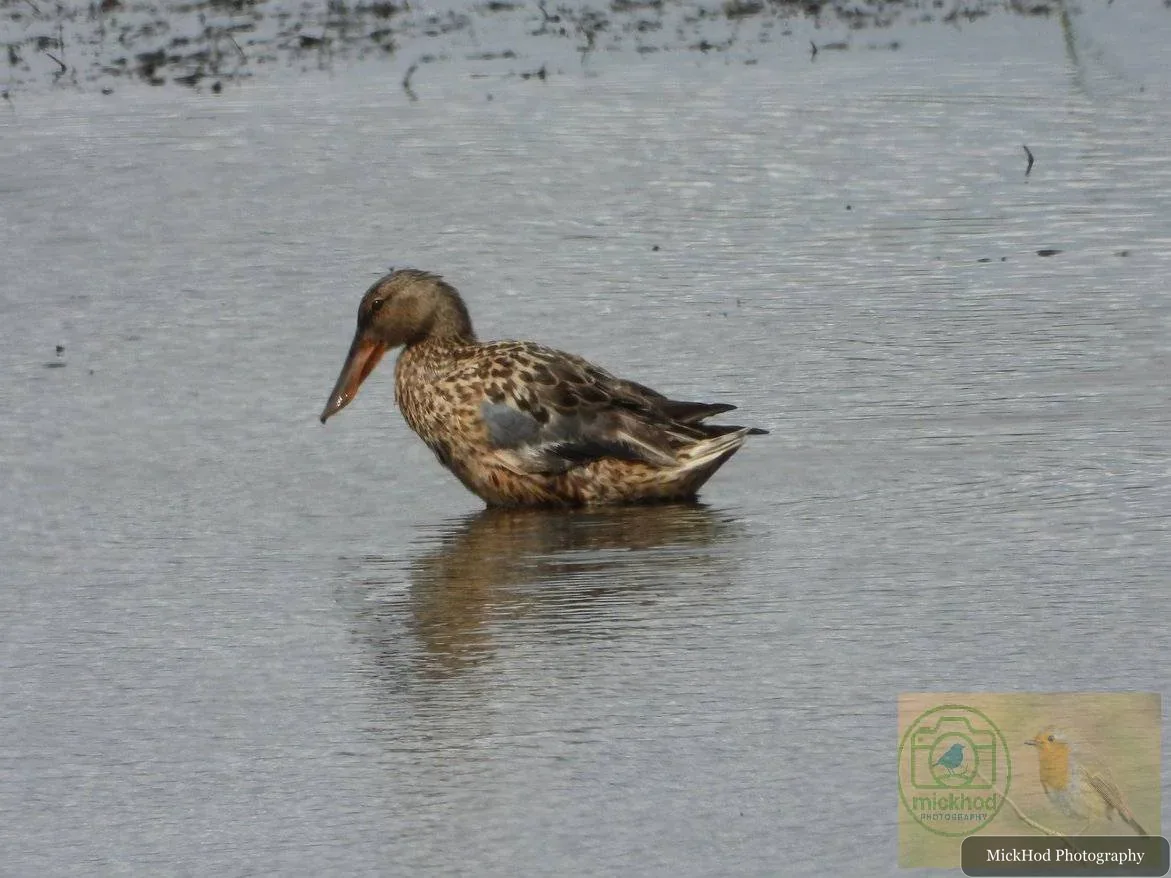 Northern Shoveler