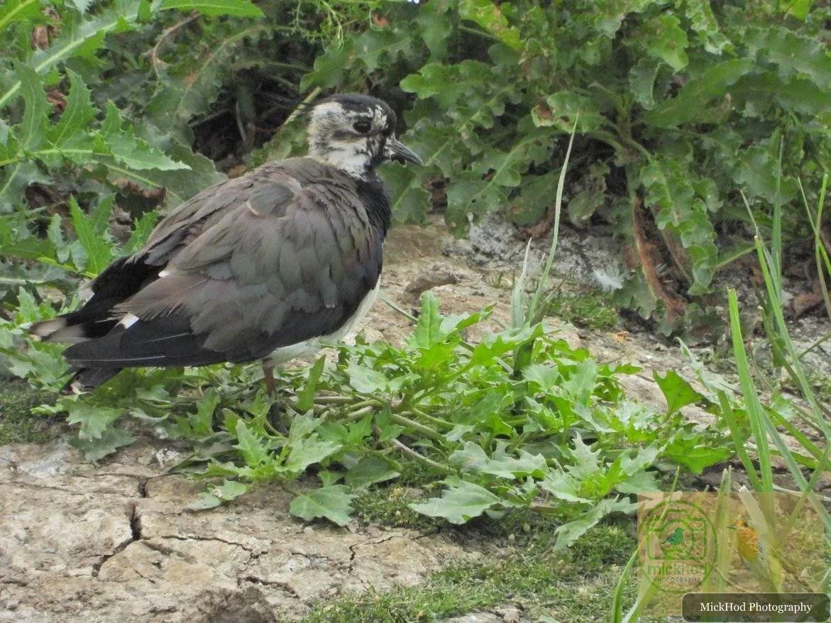 Northern Lapwing