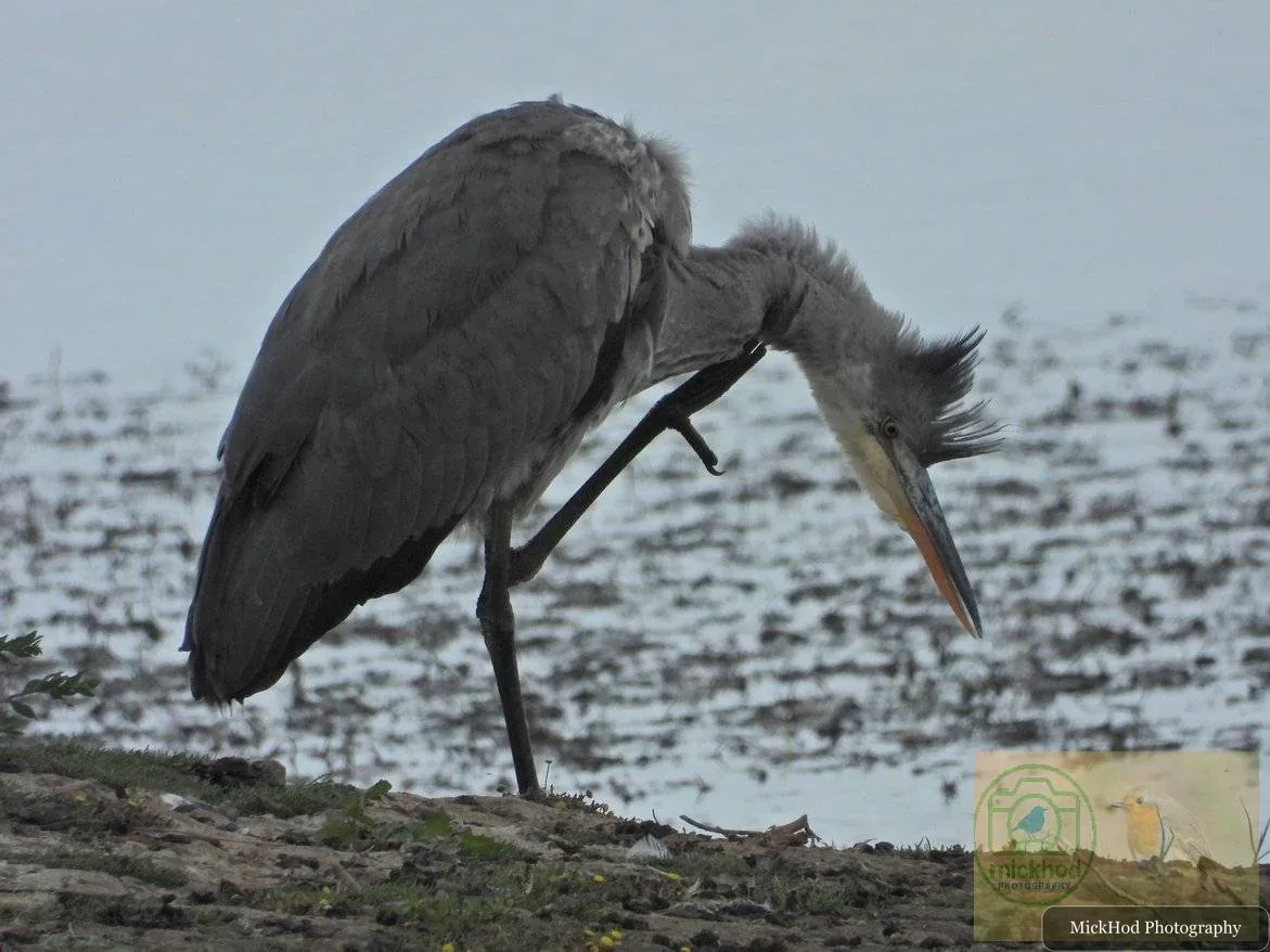 Grey Heron