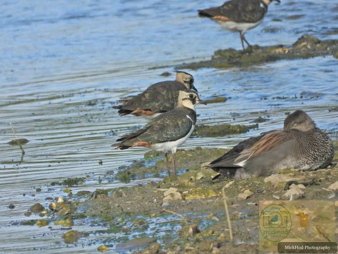 Northern Lapwing
