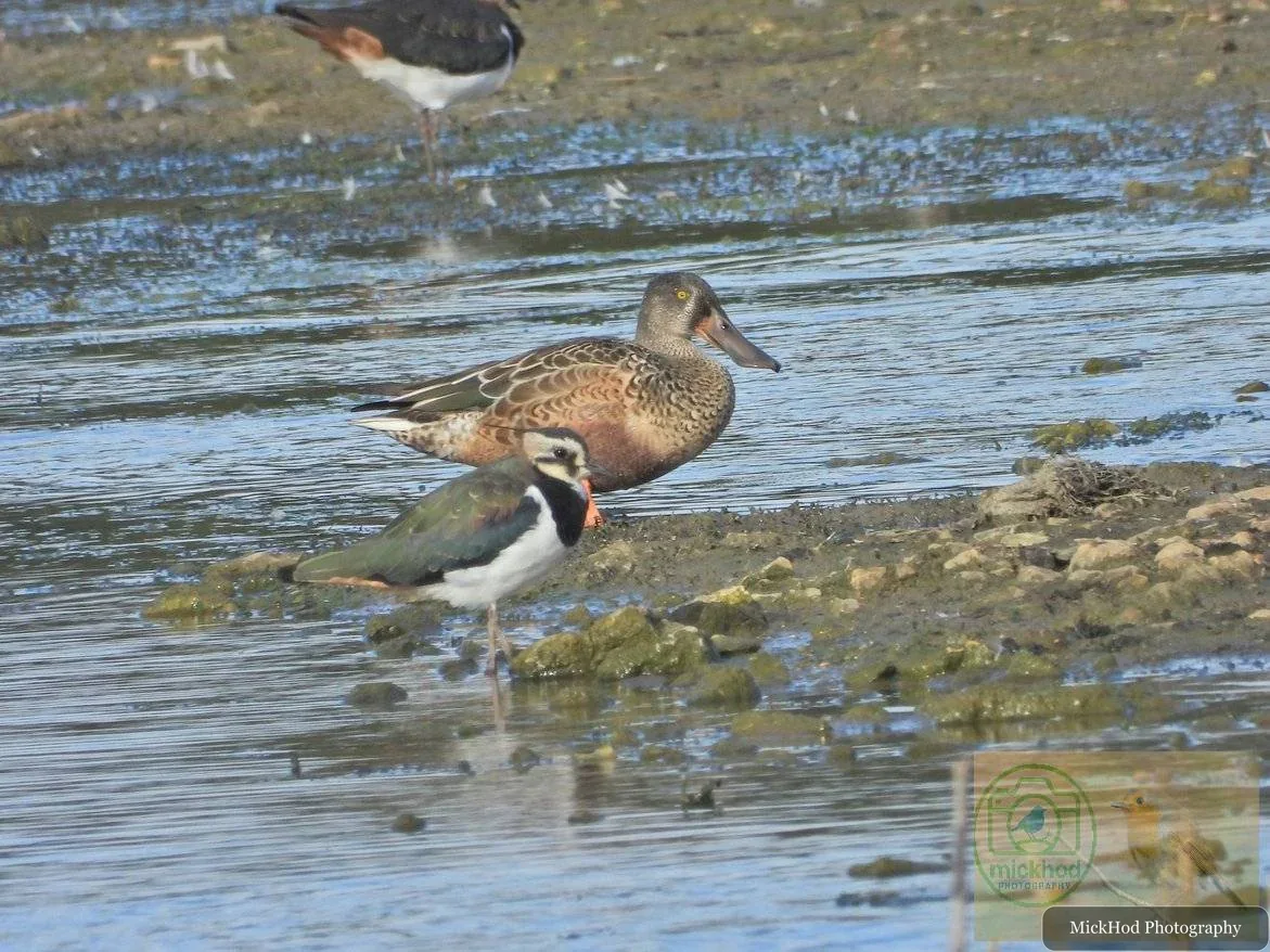 Northern Lapwing & Northern Shoveler
