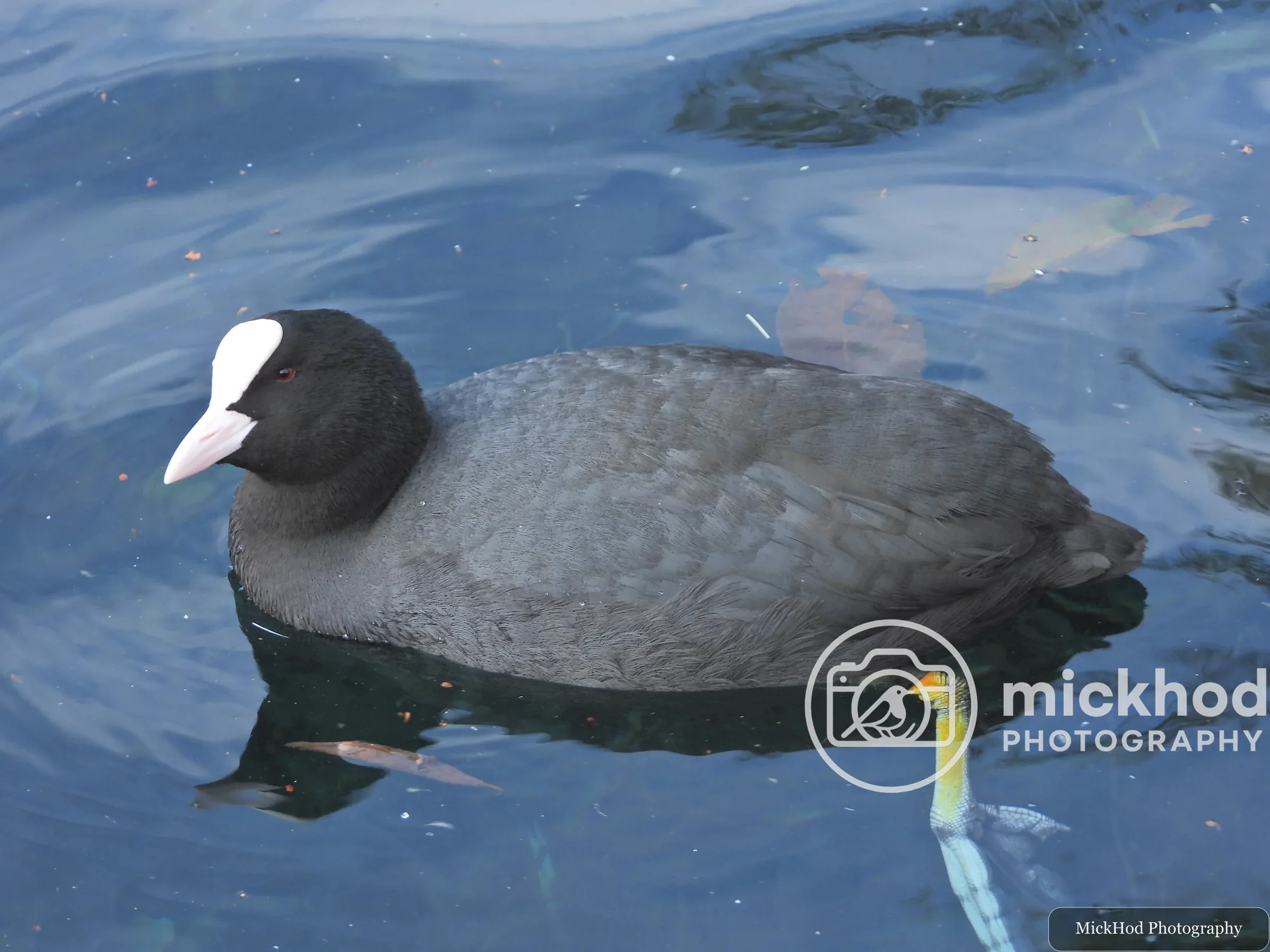 Eurasian Coot