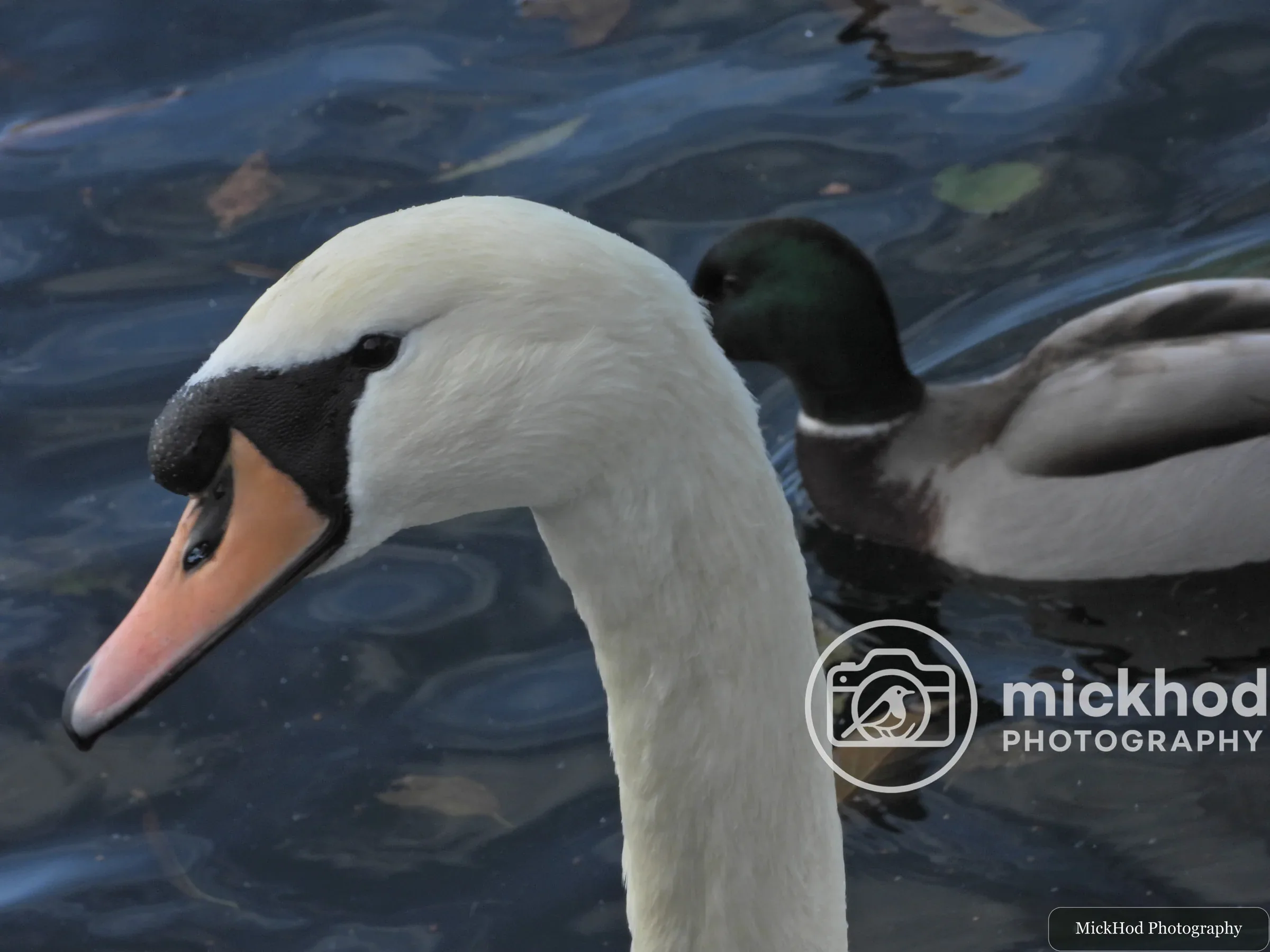 Mute Swan