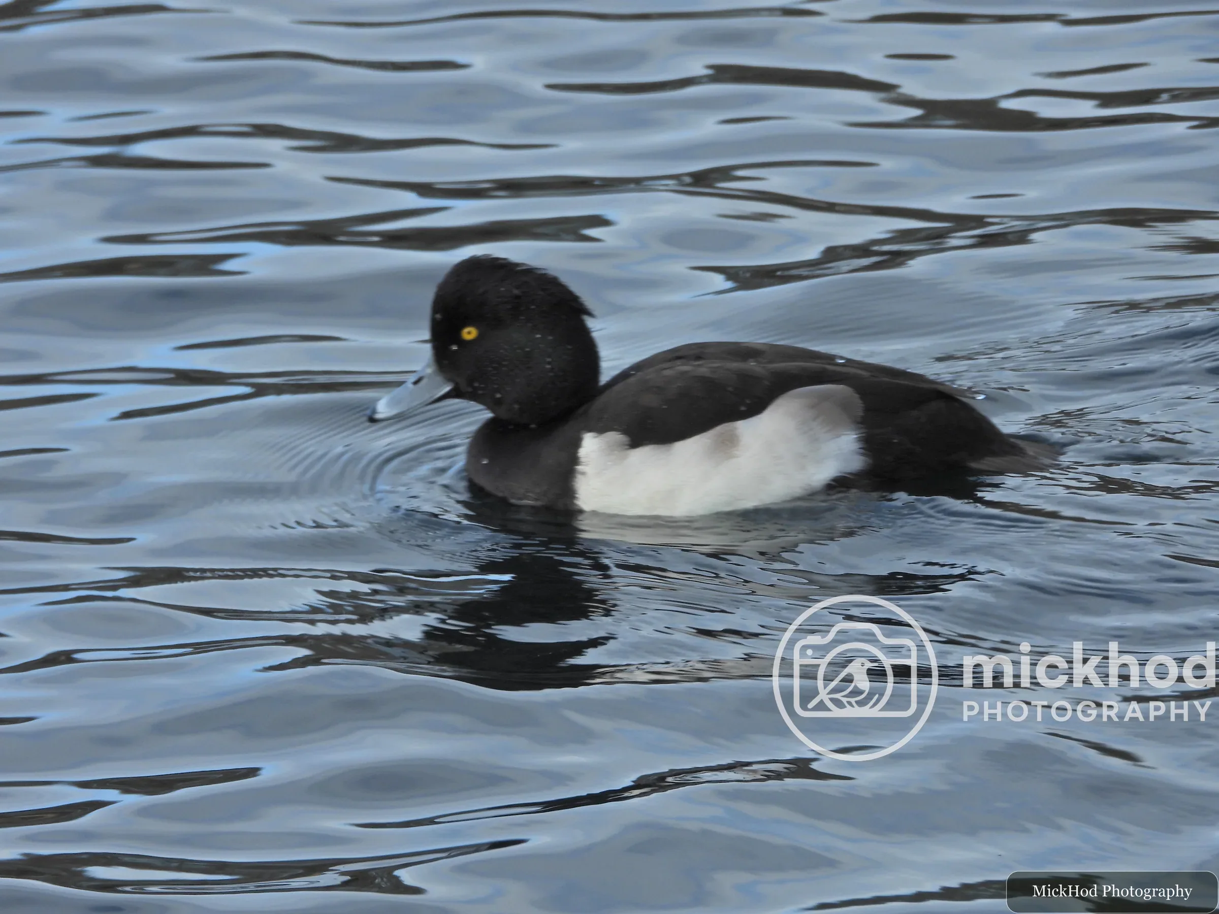 Tufted Duck