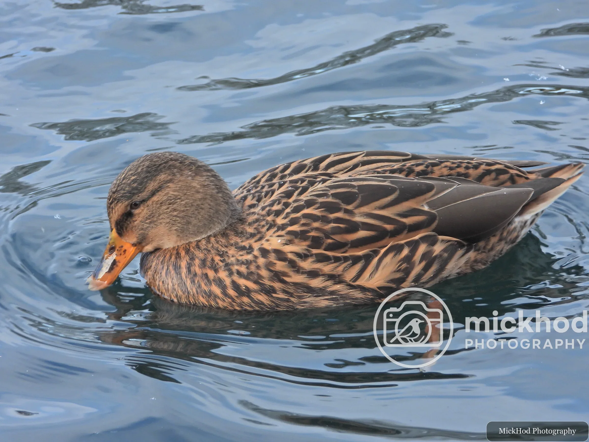 Mallard (Female)