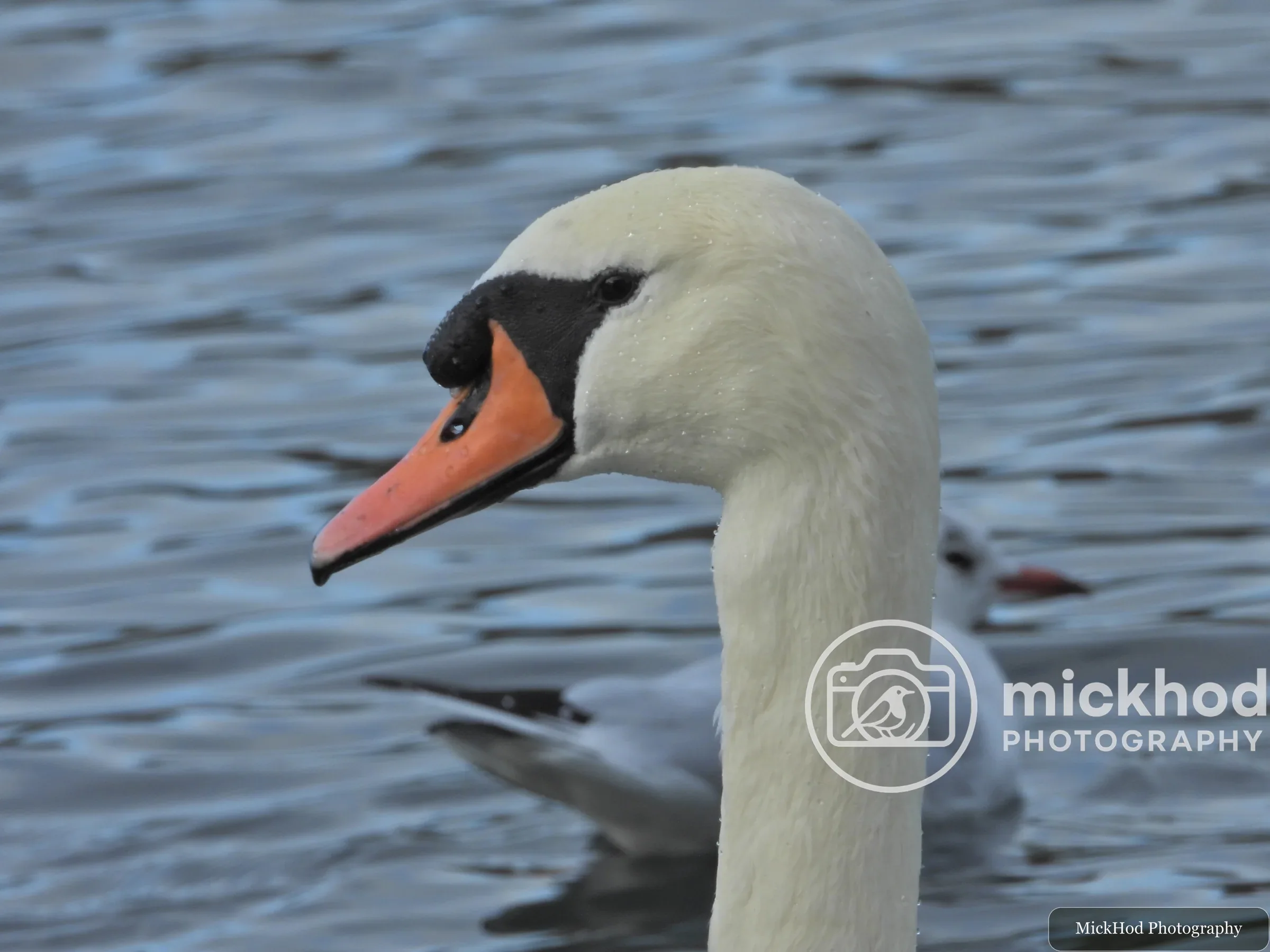 Mute Swan