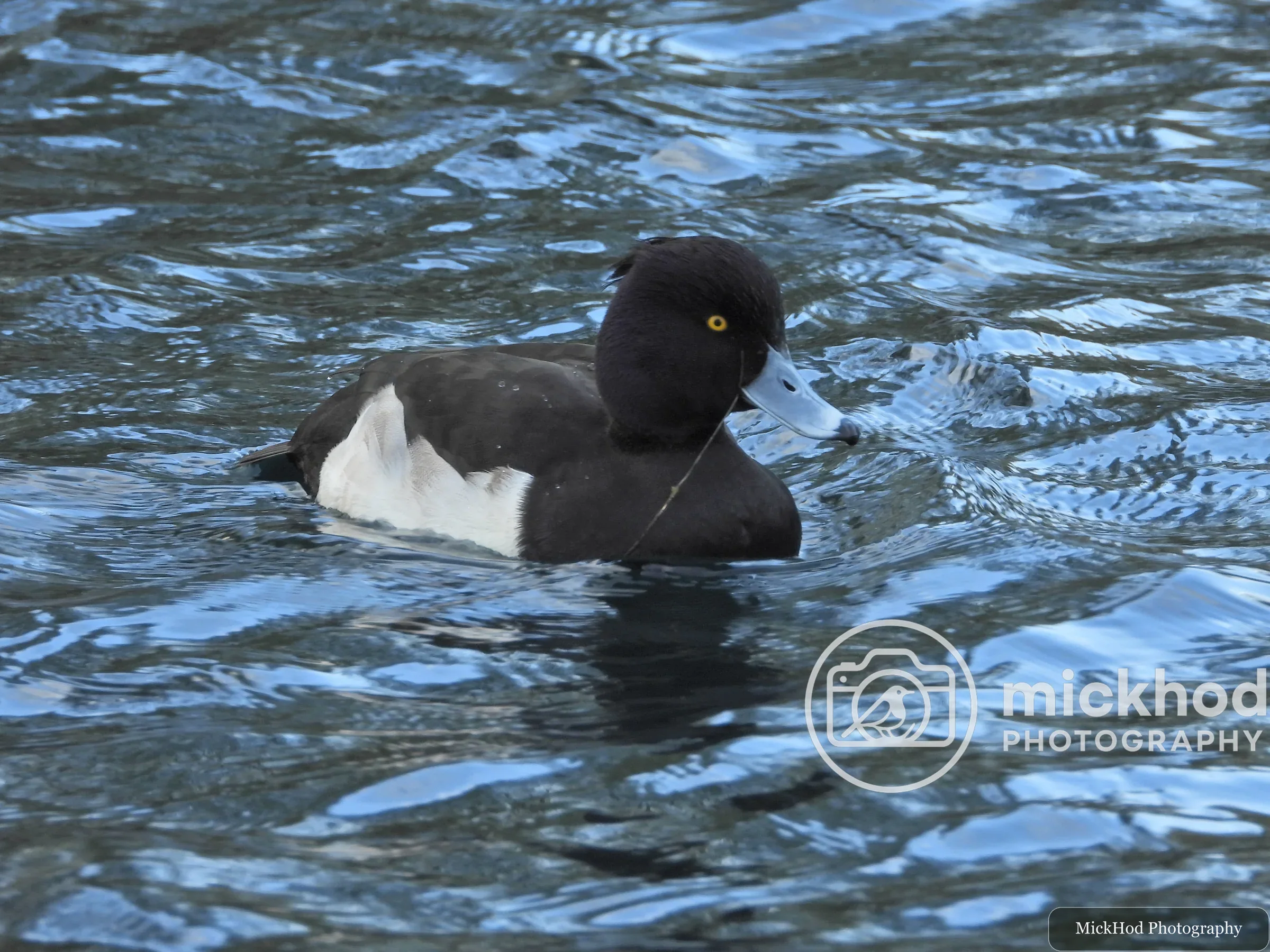 Tufted Duck