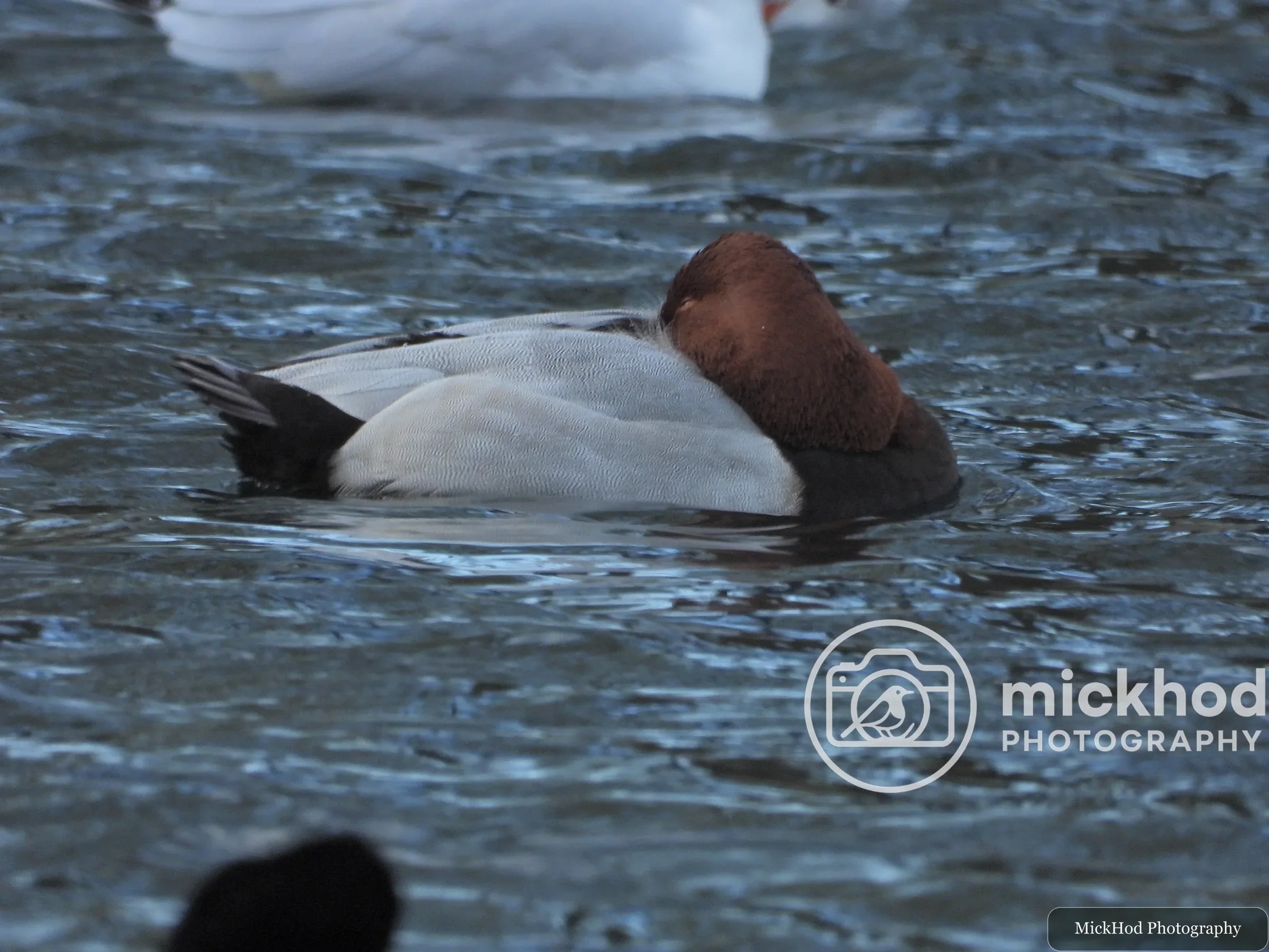 Common Pochard