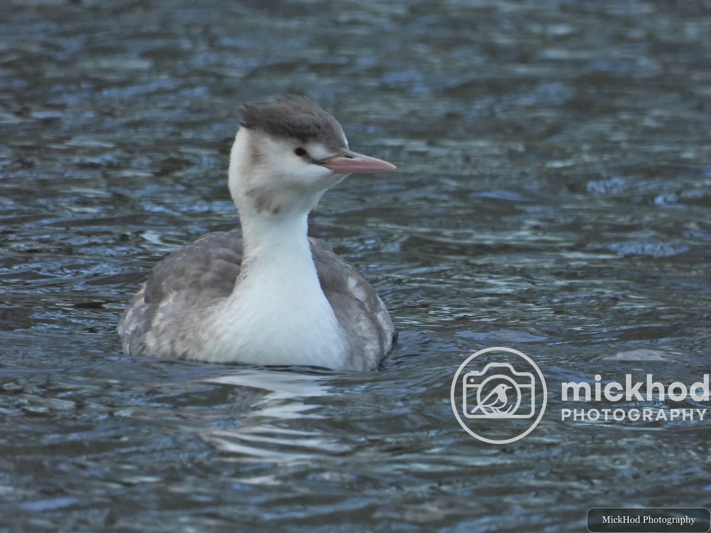 Great Crested Grebe