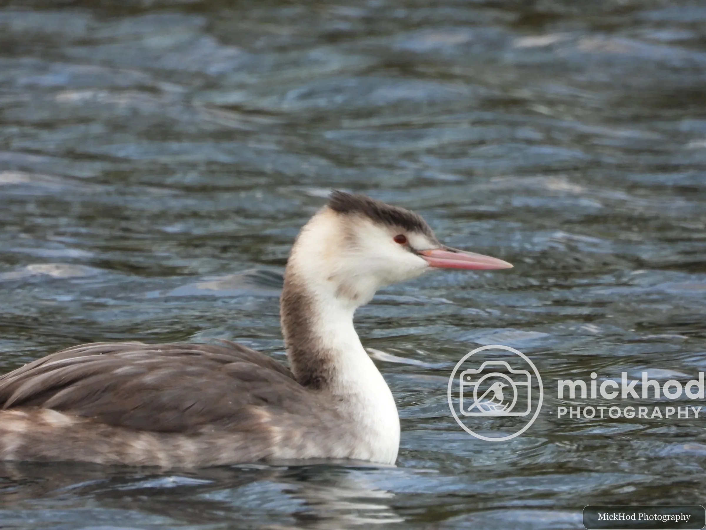 Great Crested Grebe