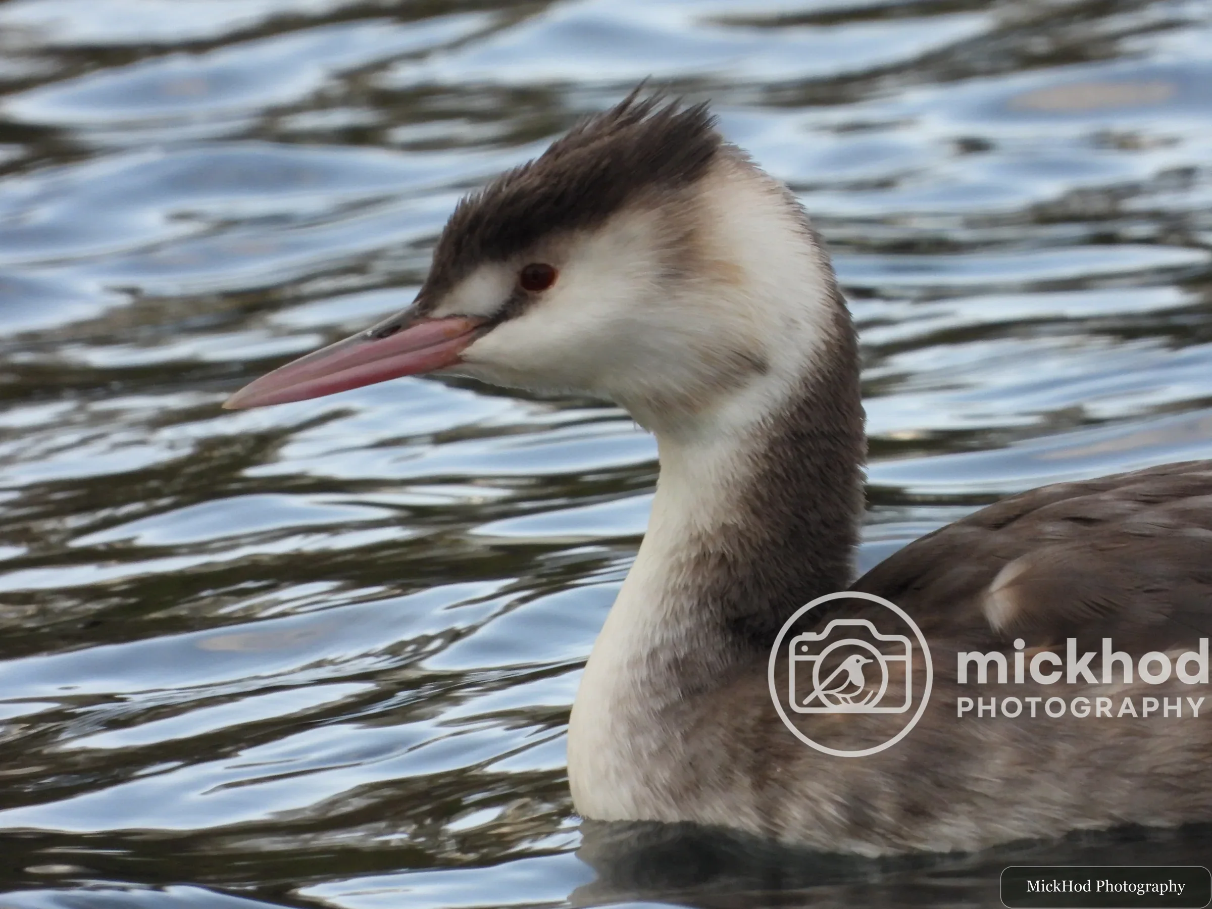 Great Crested Grebe