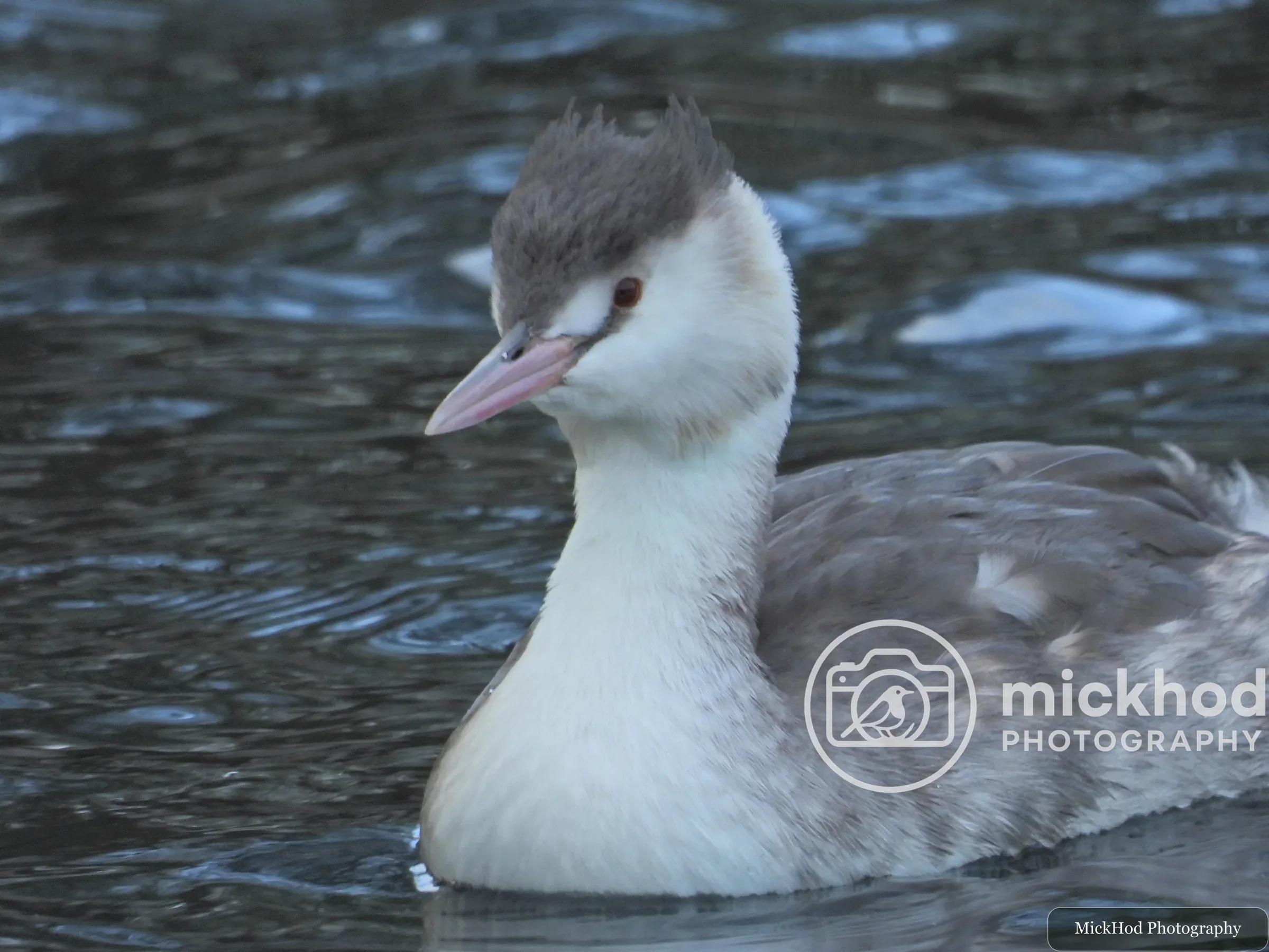 Great Crested Grebe