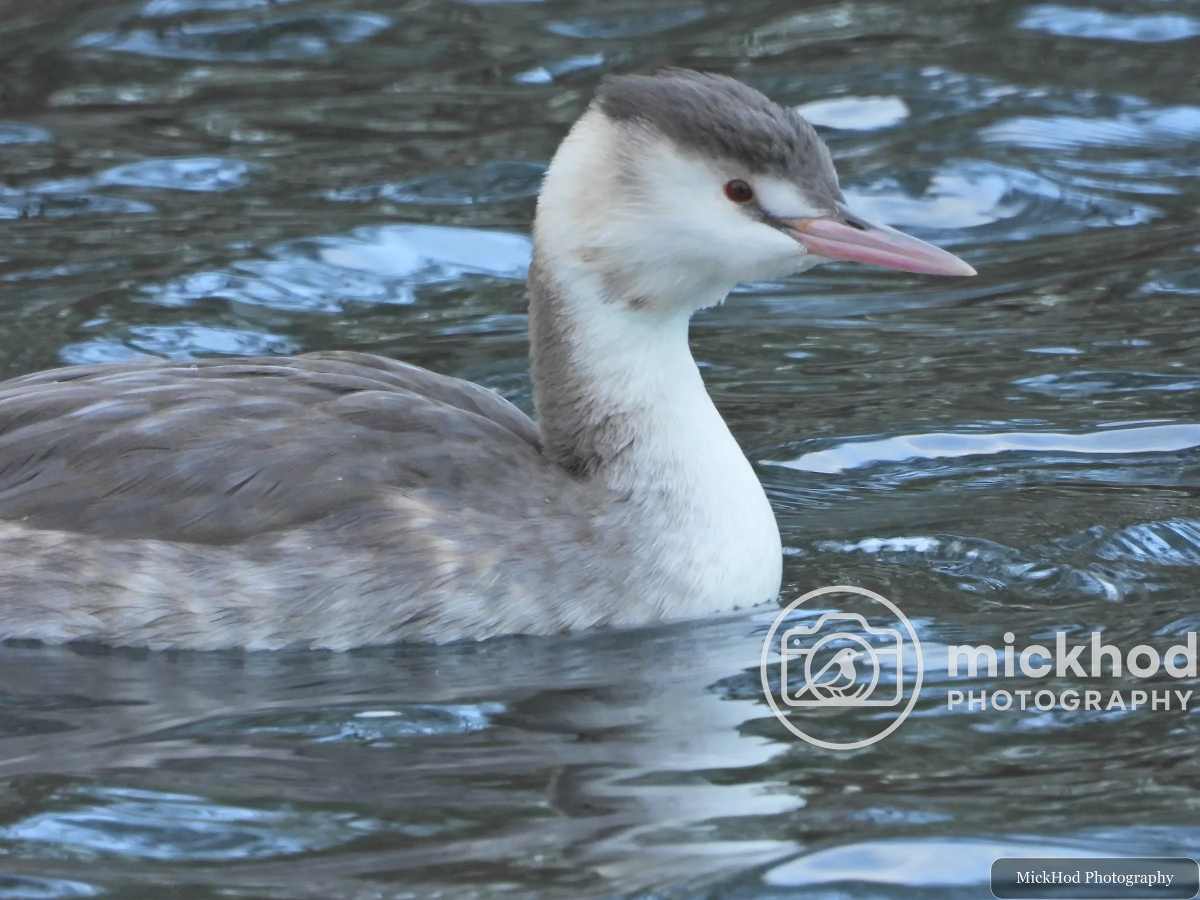 Great Crested Grebe