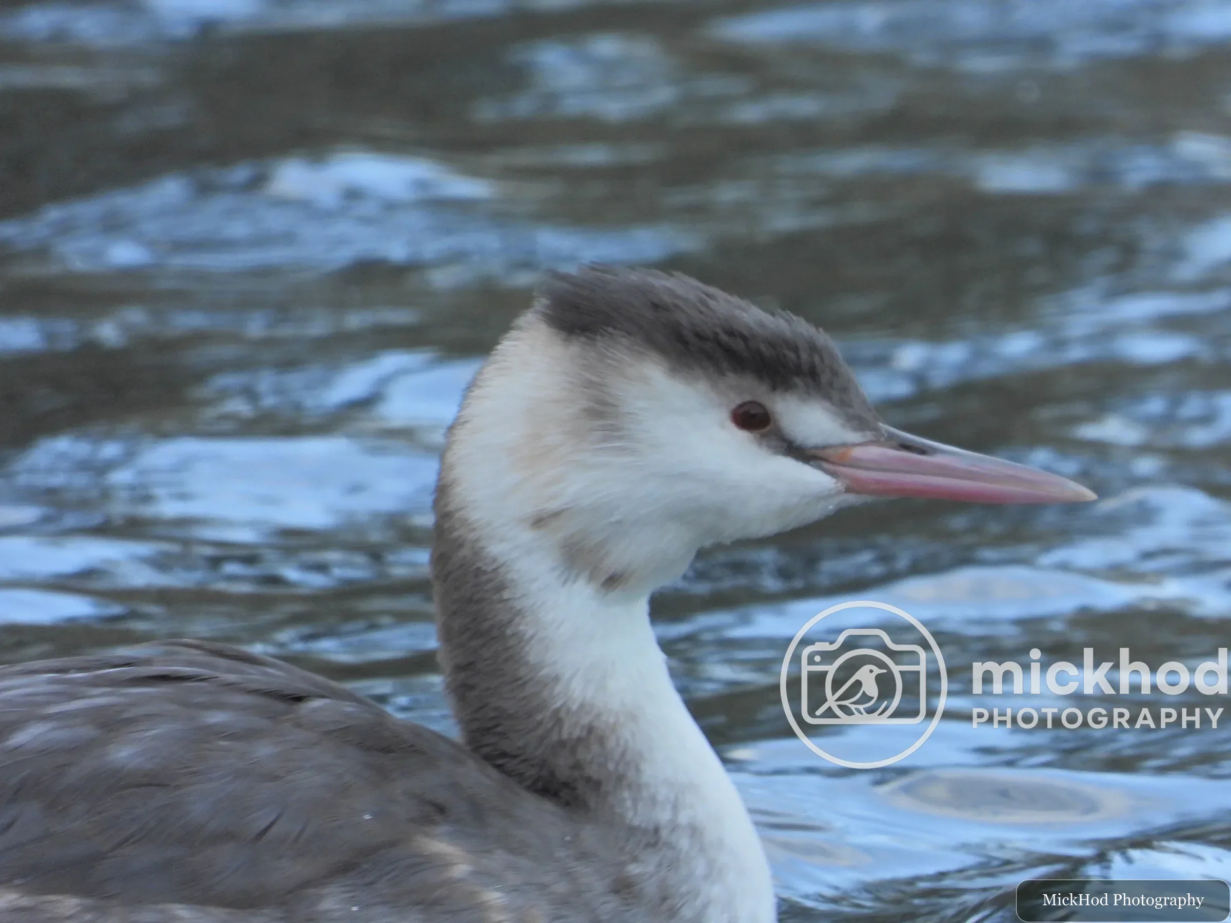 Great Crested Grebe