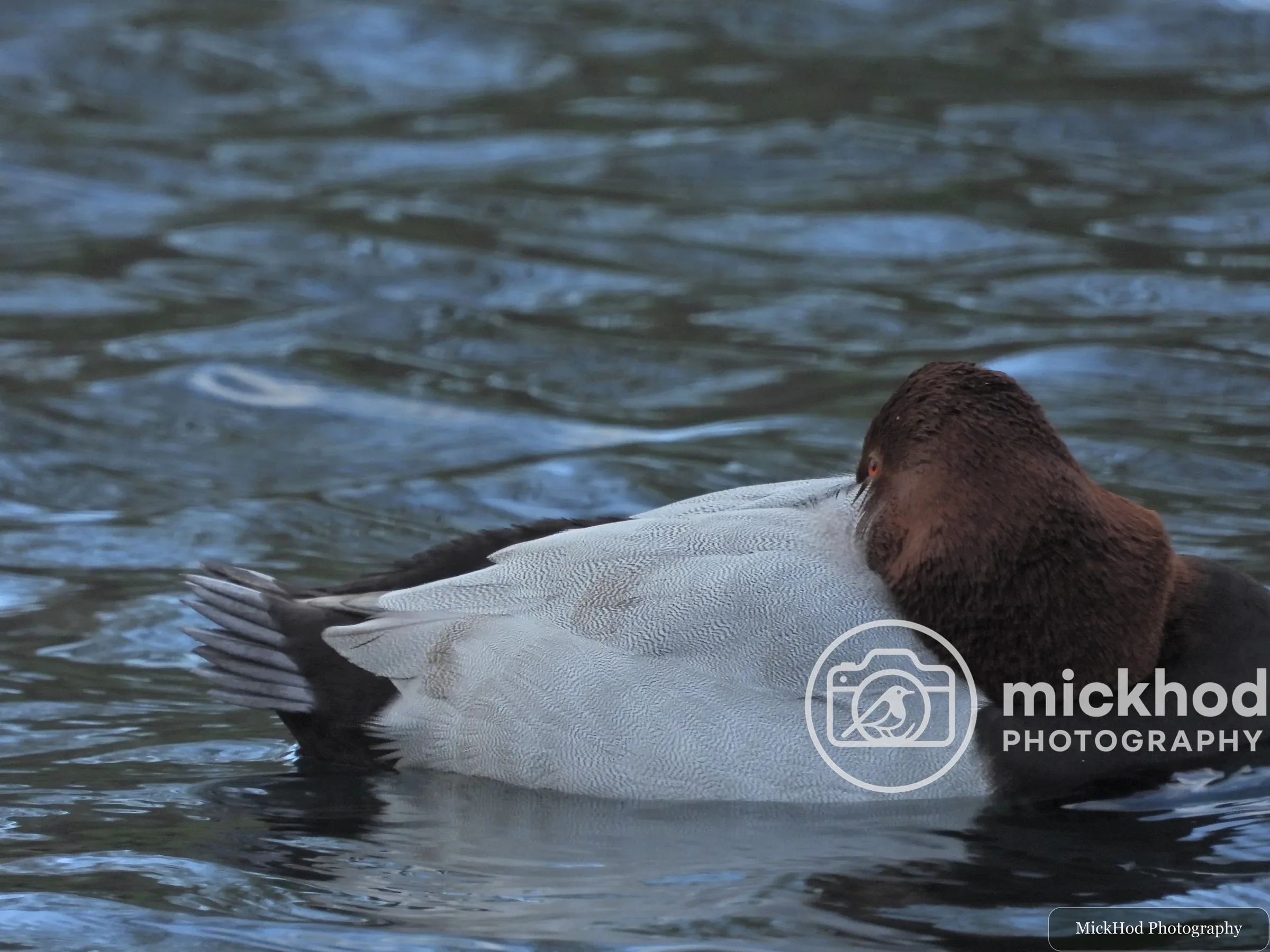 Common Pochard