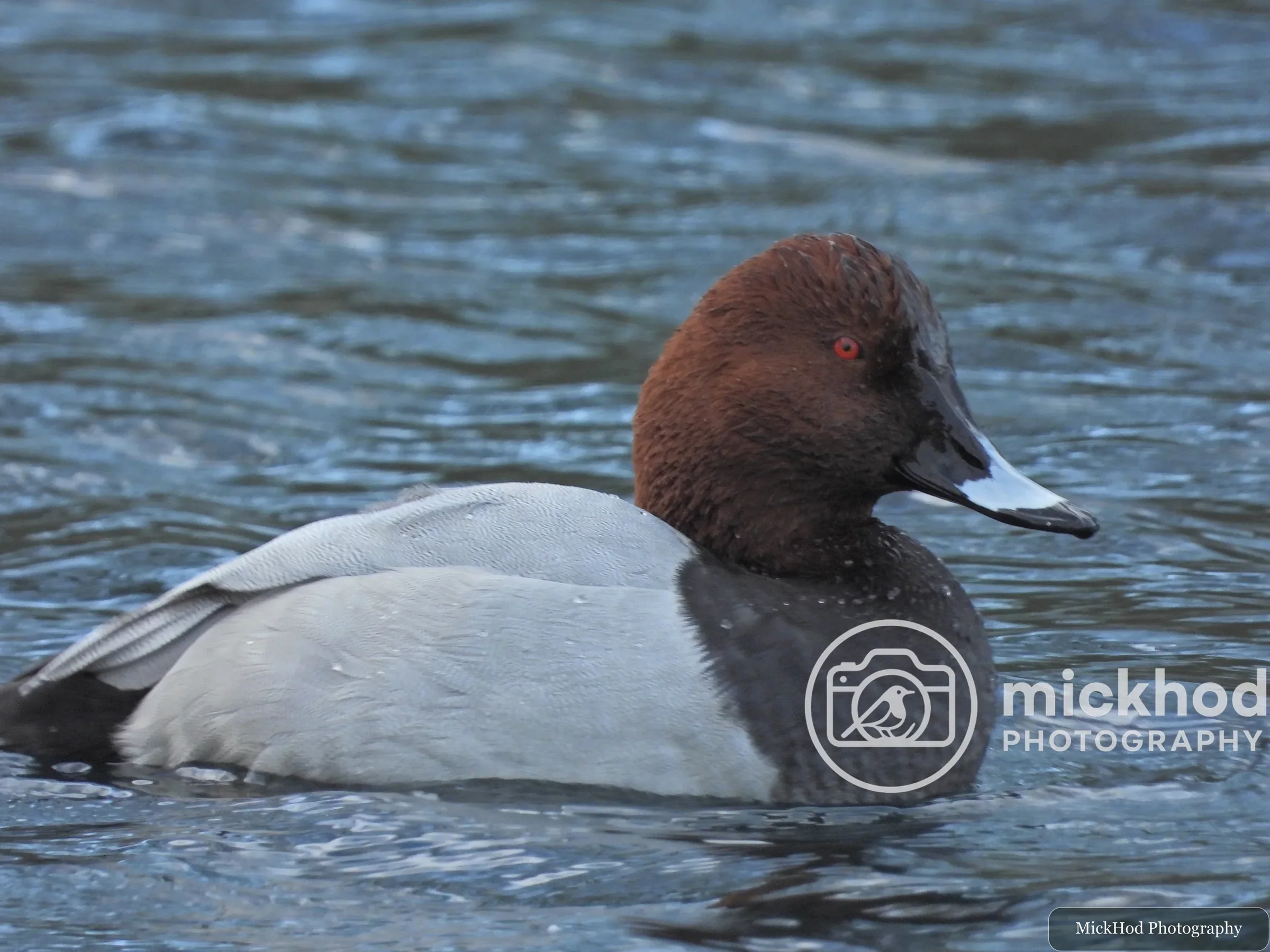 Common Pochard