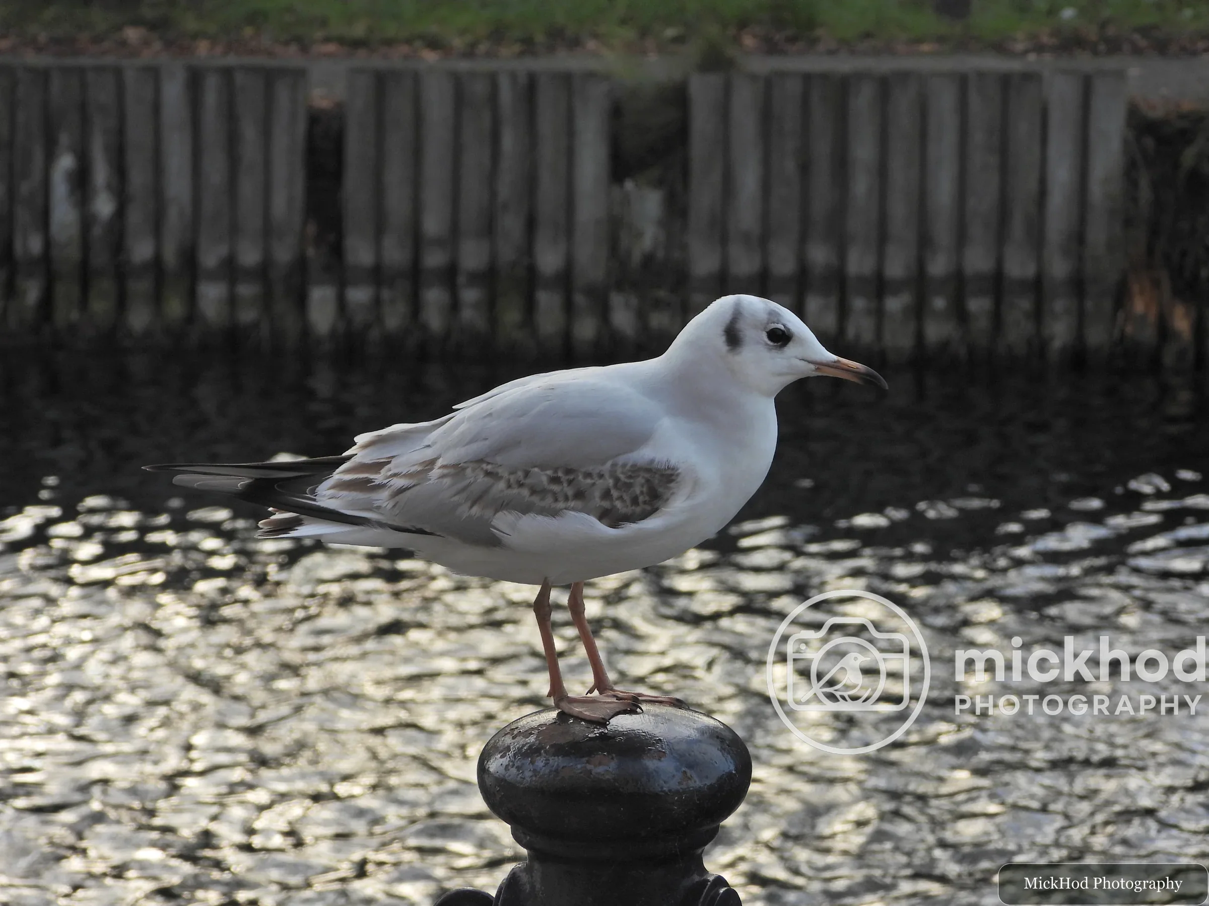 Black-headed Gull
