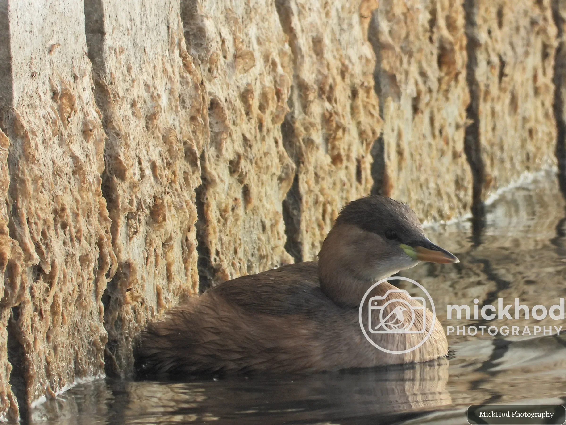 Little Grebe