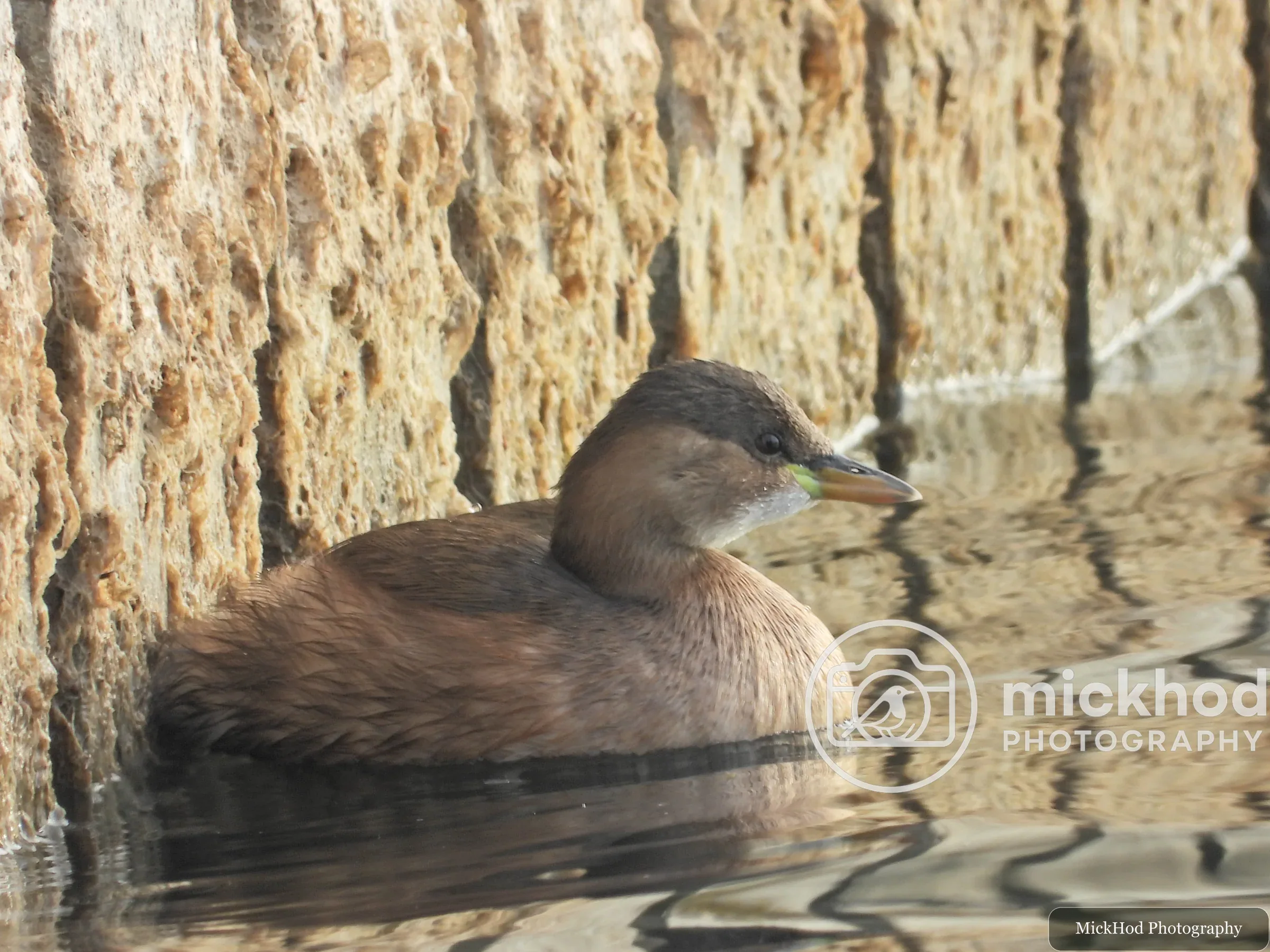 Little Grebe