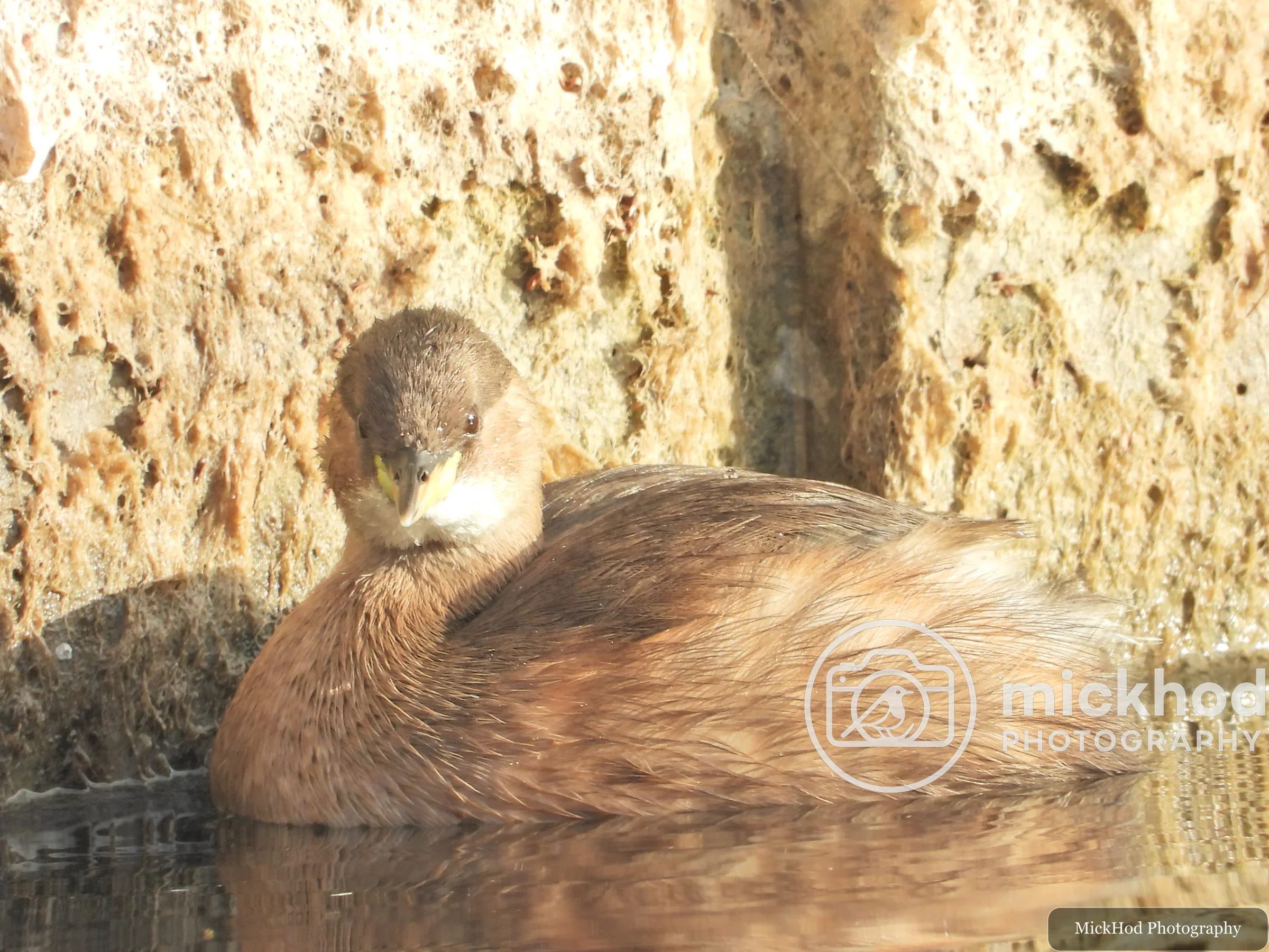 Little Grebe