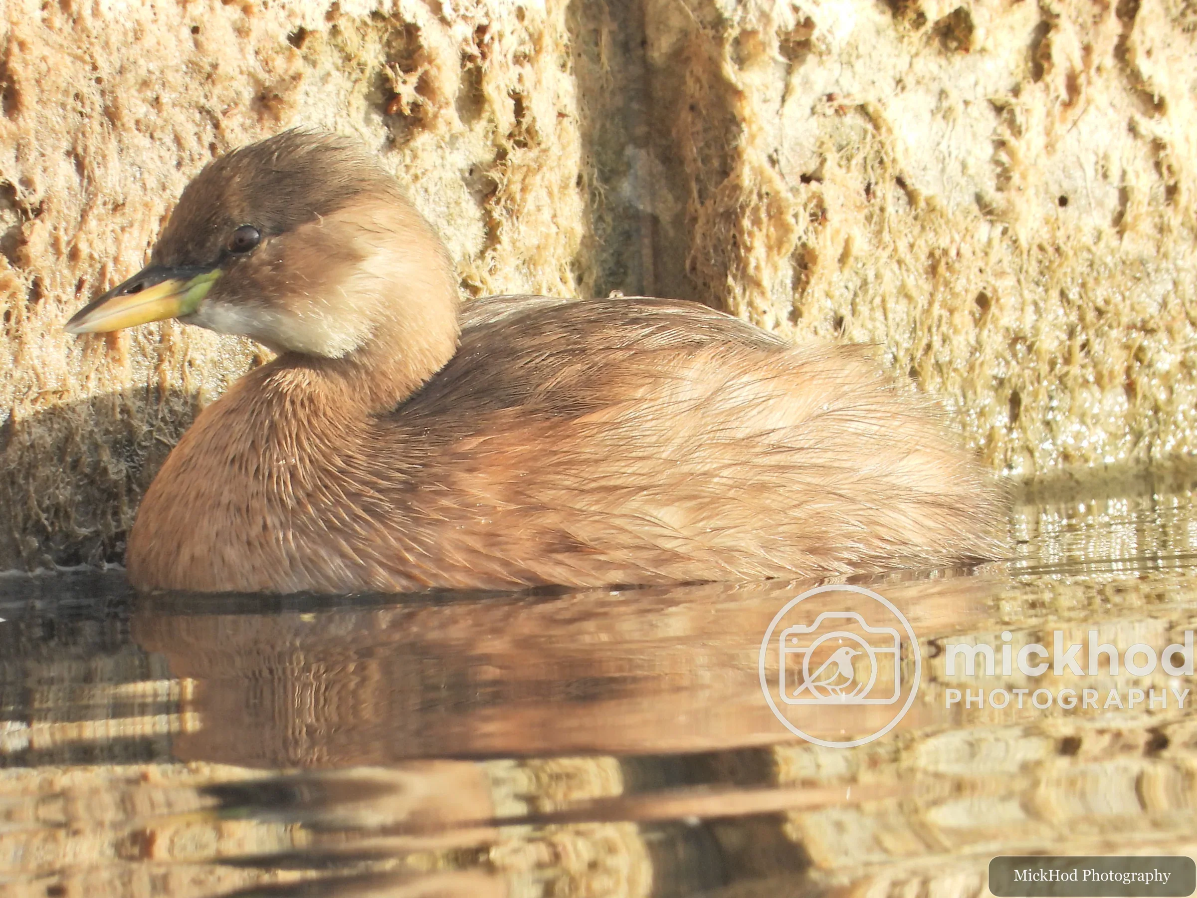 Little Grebe
