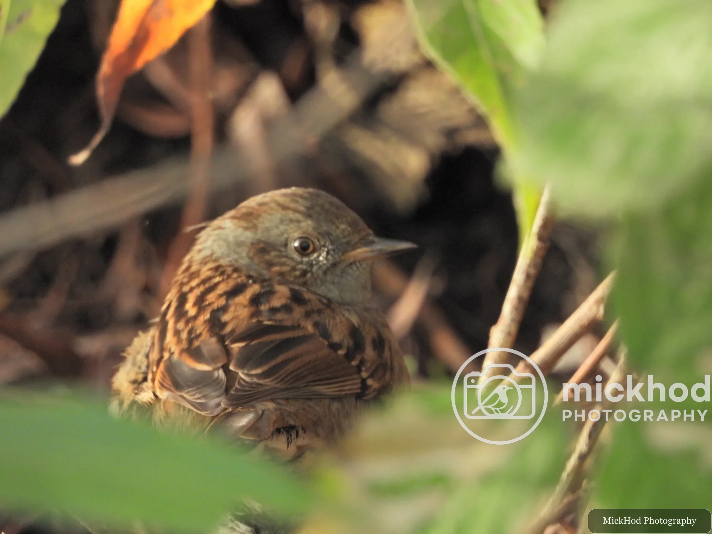 Eurasian Wren