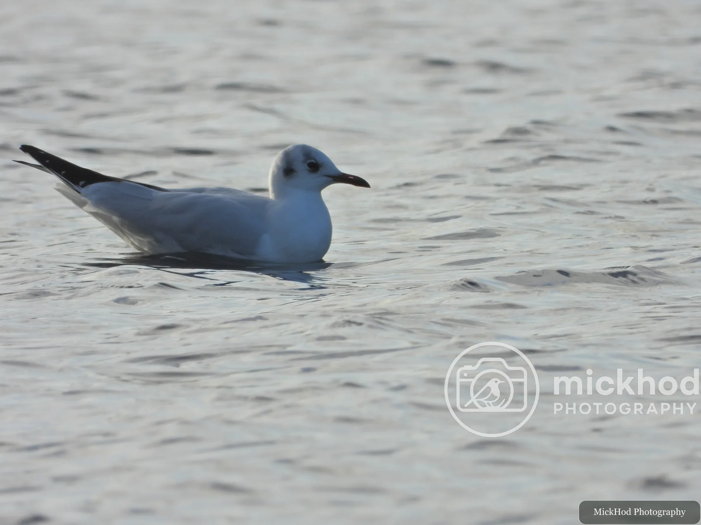 Black-headed Gull