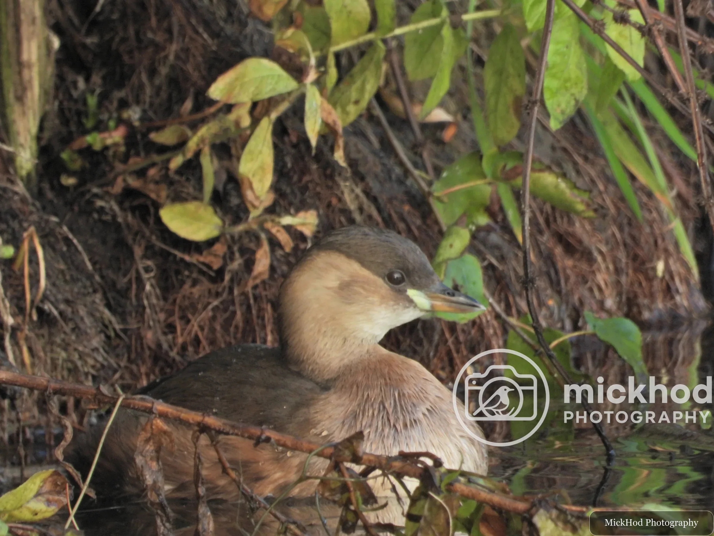 Little Grebe