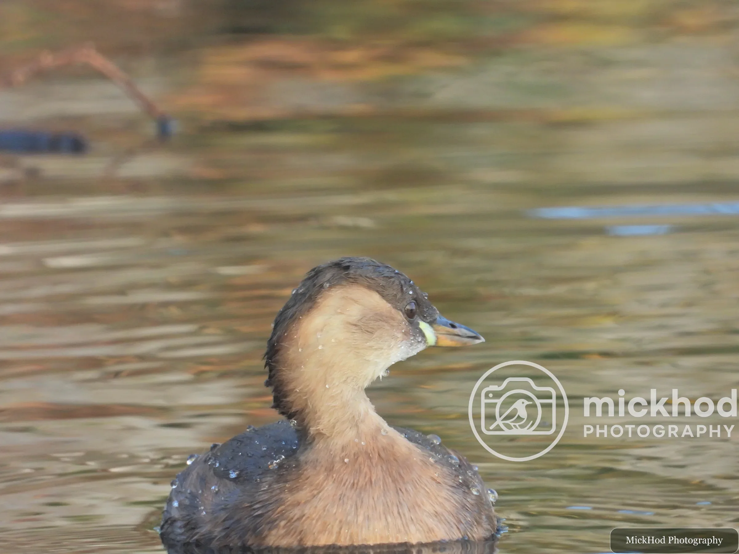 Little Grebe