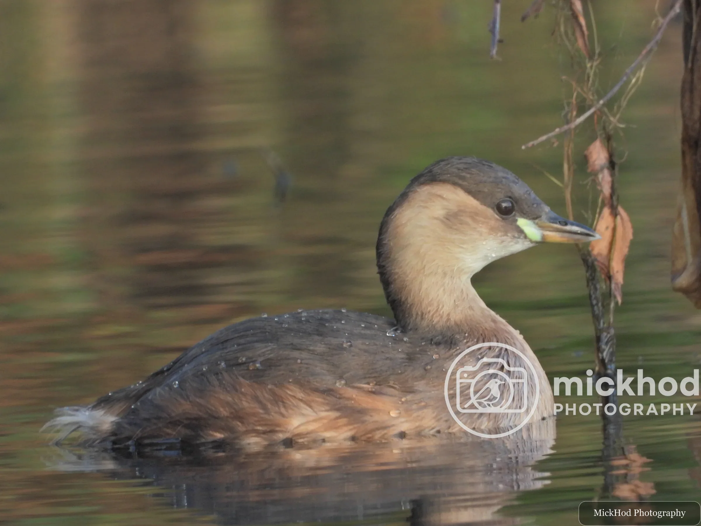 Little Grebe