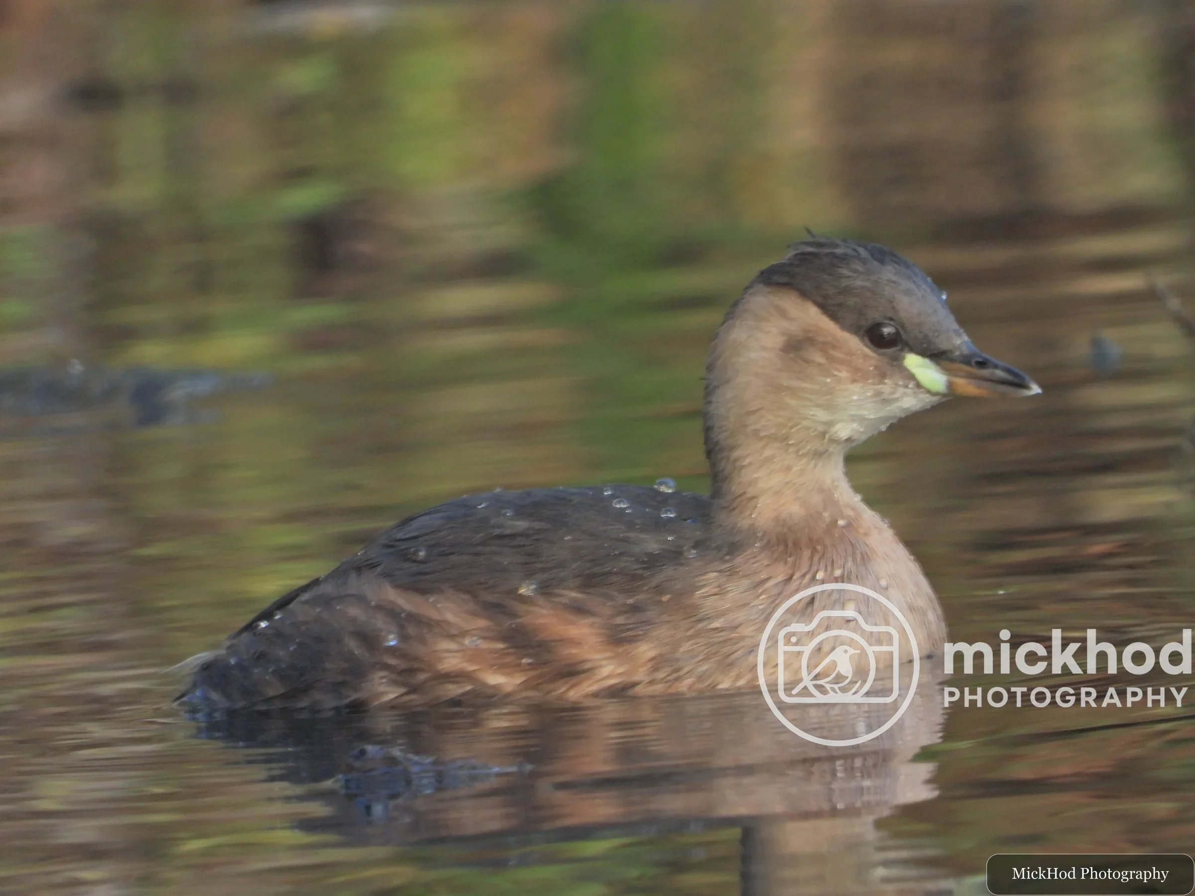 Little Grebe