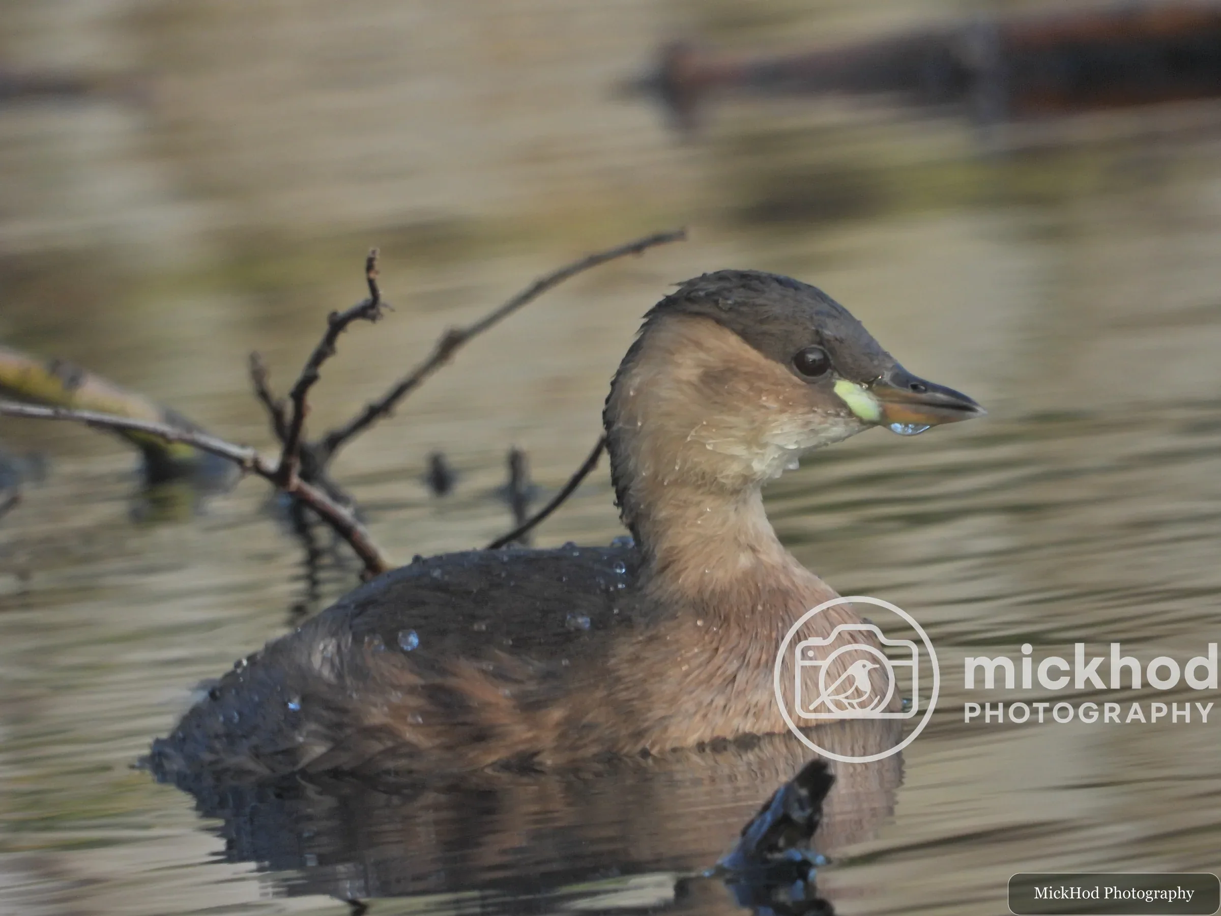 Little Grebe