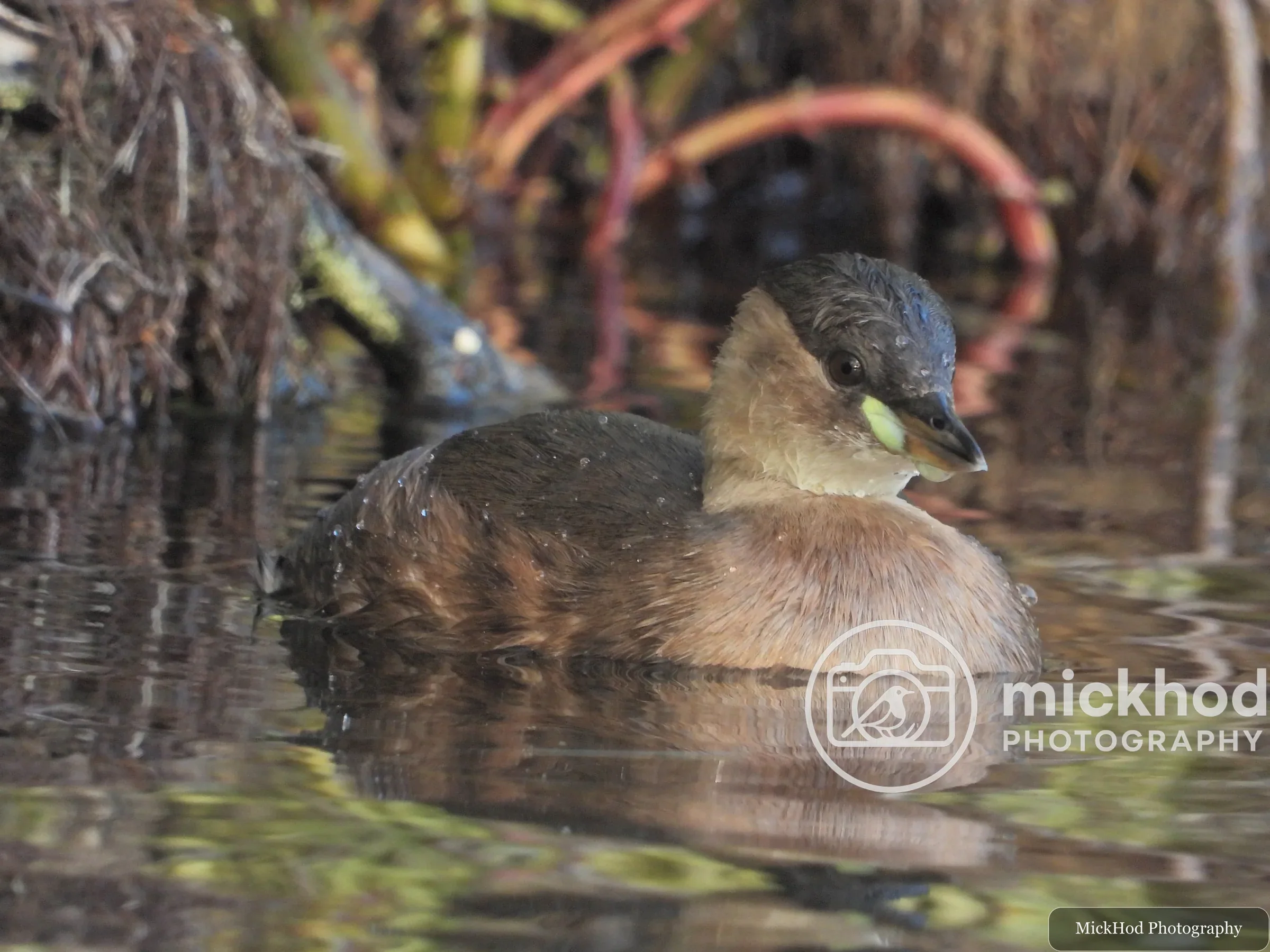Little Grebe