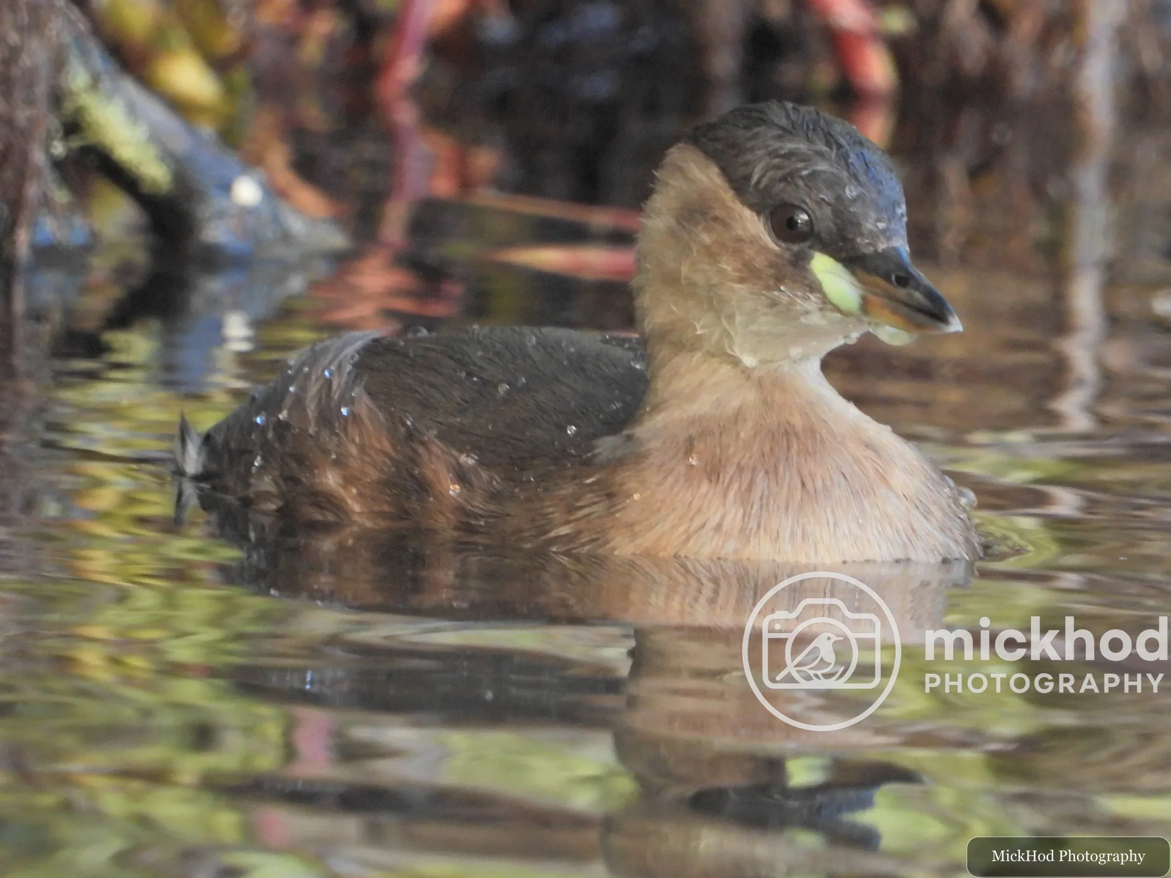 Little Grebe