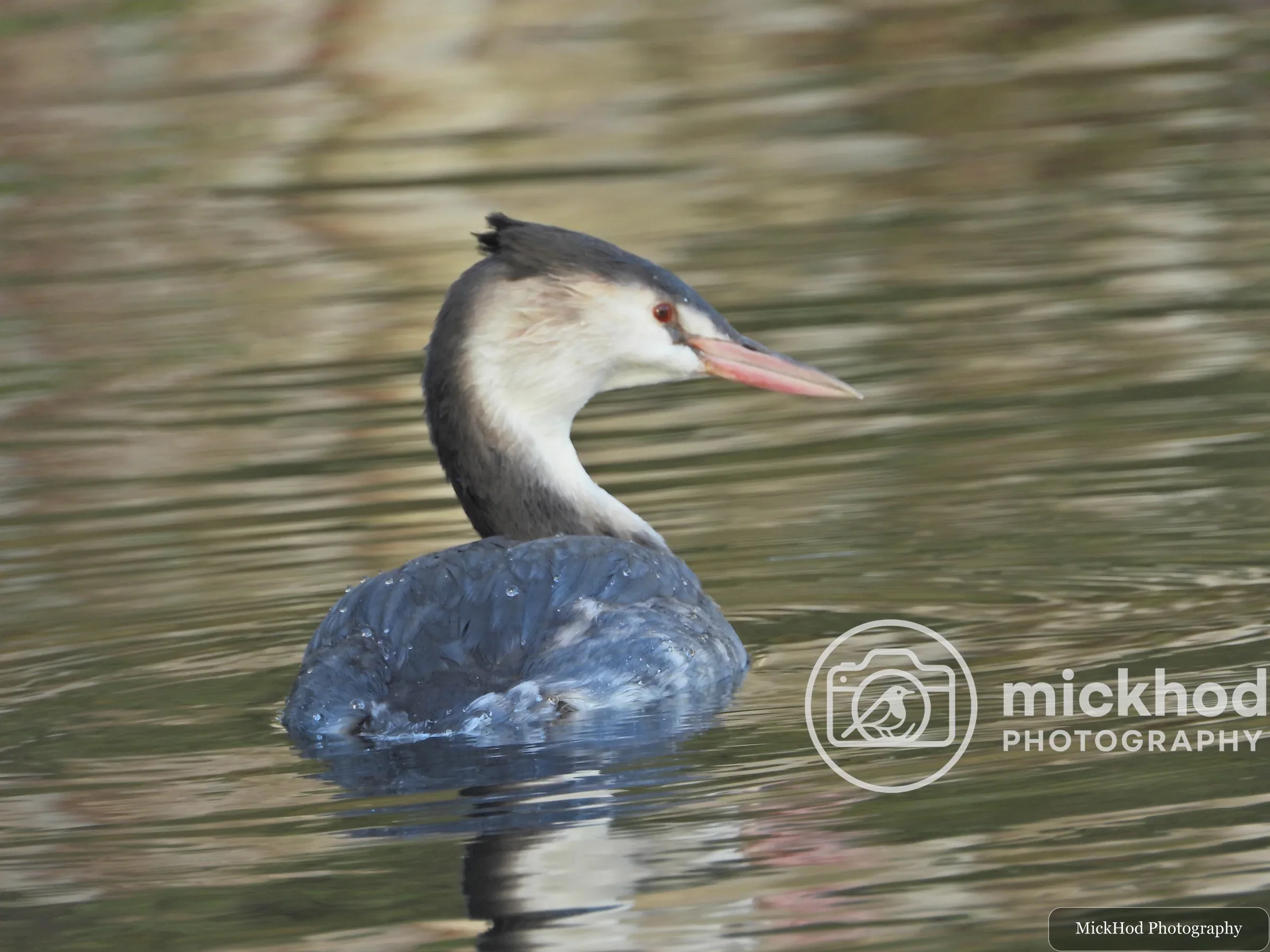 Great Crested Grebe