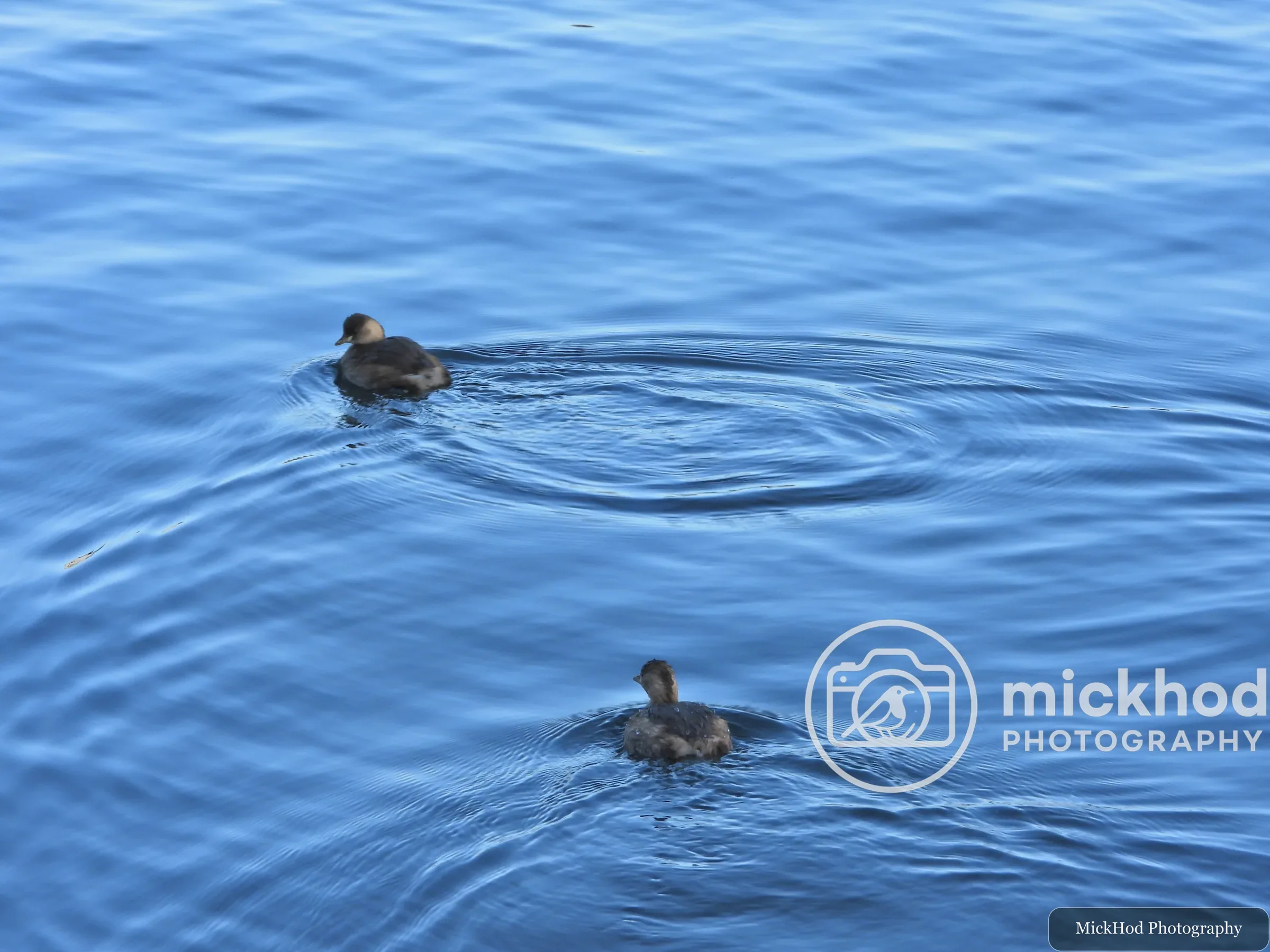 Little Grebe