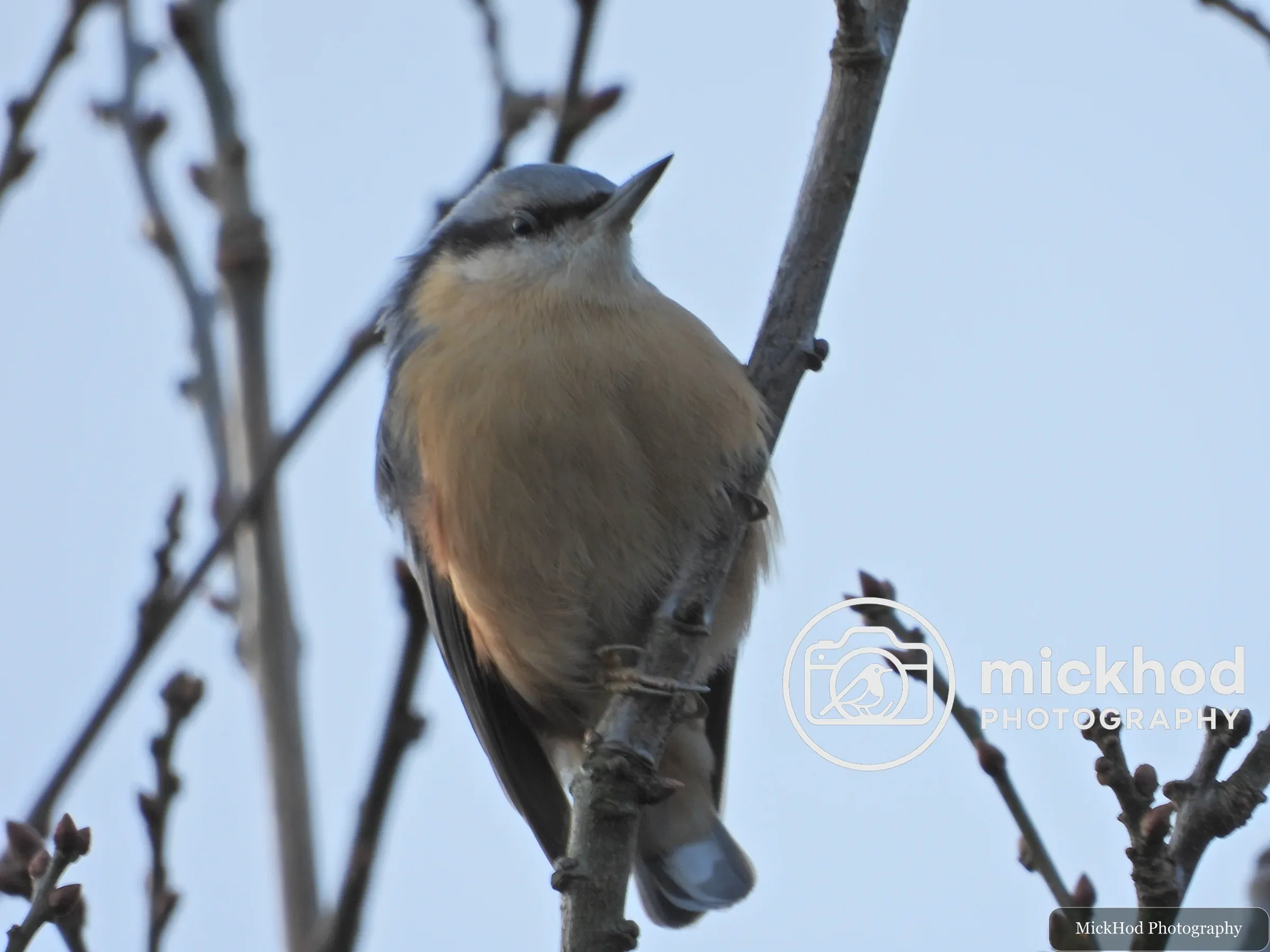 Eurasian Nuthatch