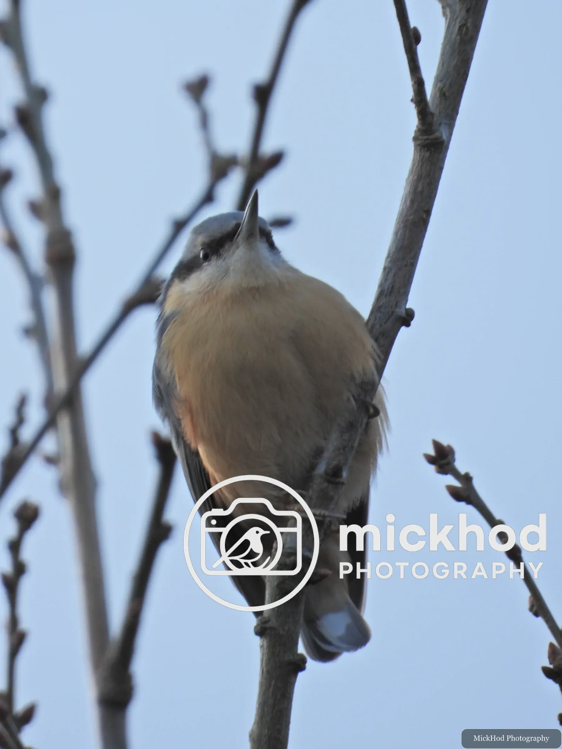 Eurasian Nuthatch