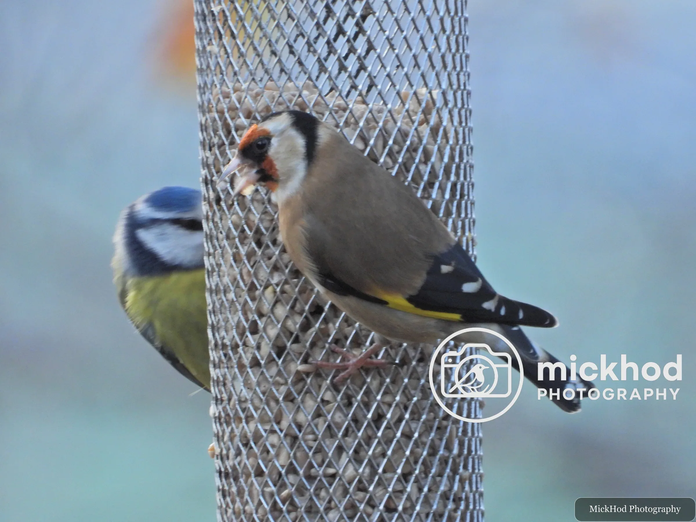 European Goldfinch