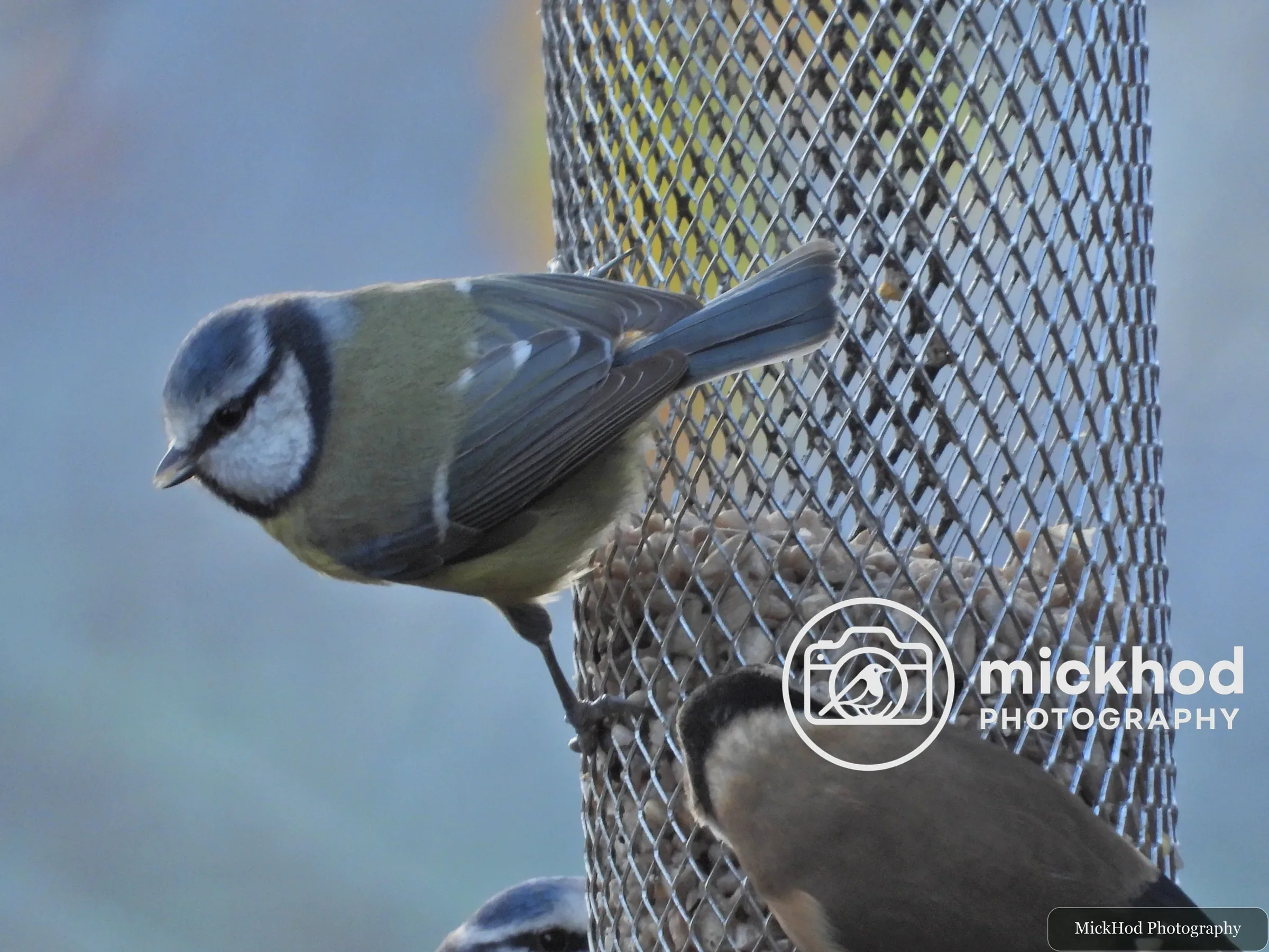 Eurasian Blue Tit