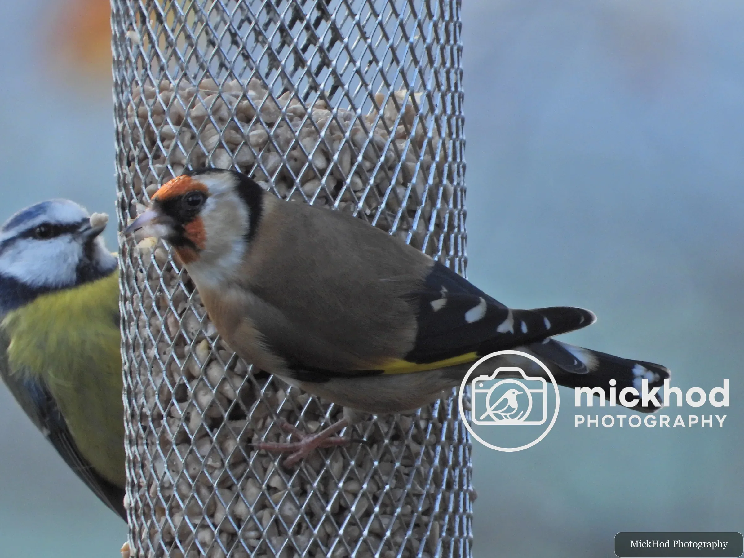 European Goldfinch